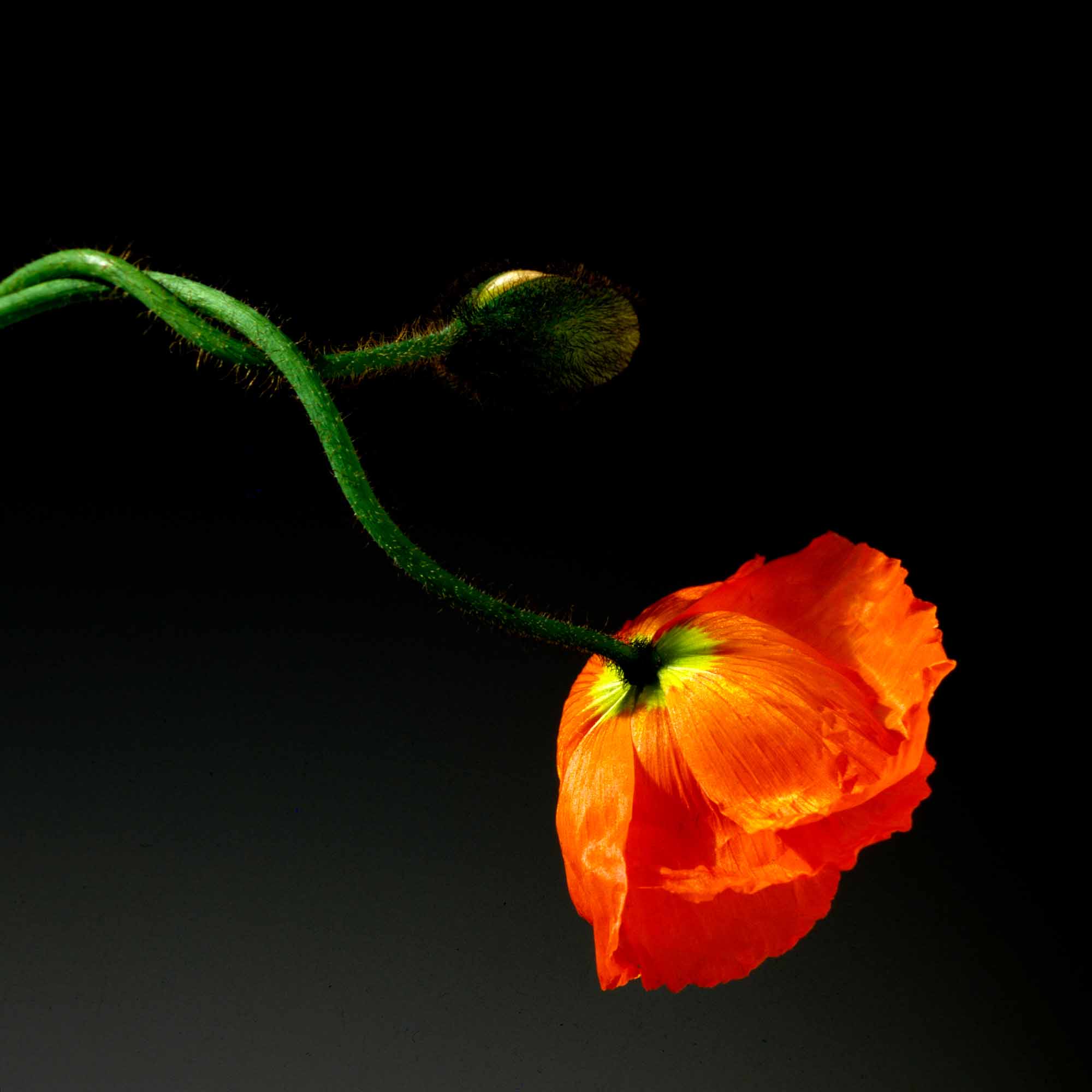 ‘Poppy’ by Robert Mapplethorpe, 1988