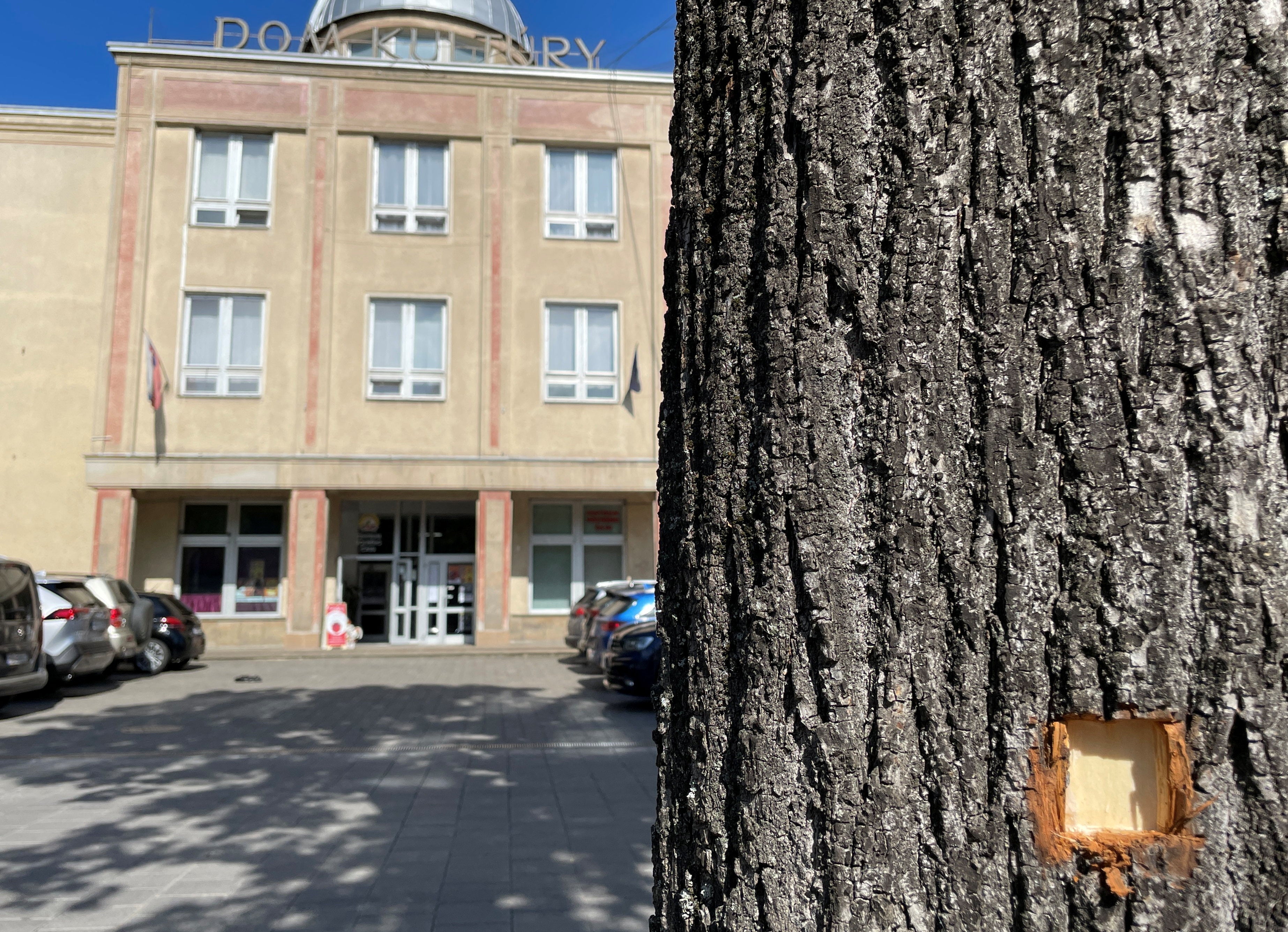 A bullet hole marks a tree at the scene after the shooting