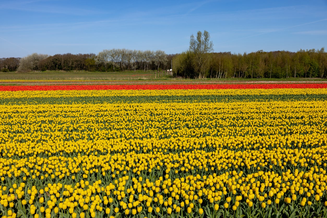 Tulip season is short – but when they bloom, they bloom bold and bright