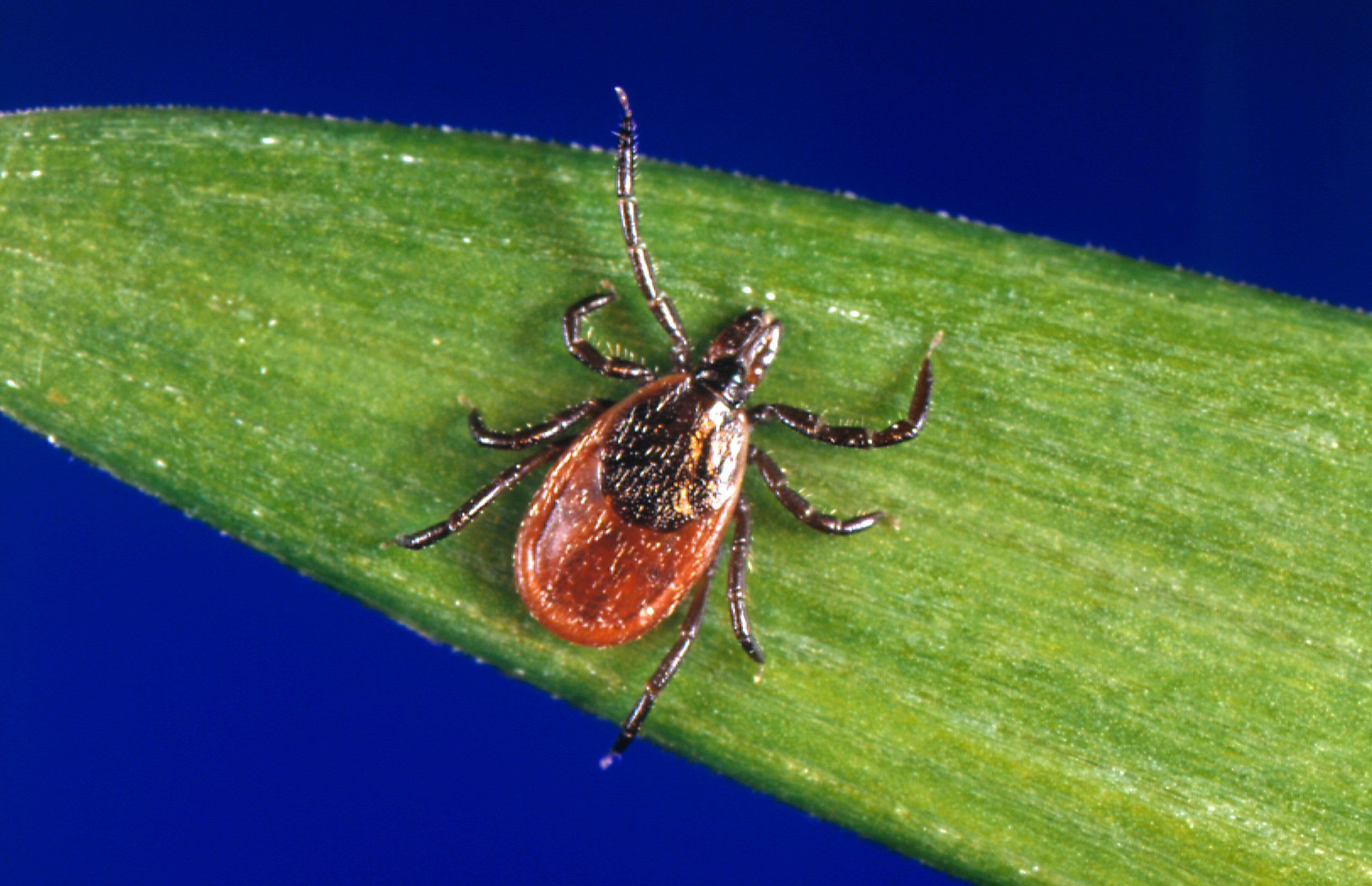 Tick Season