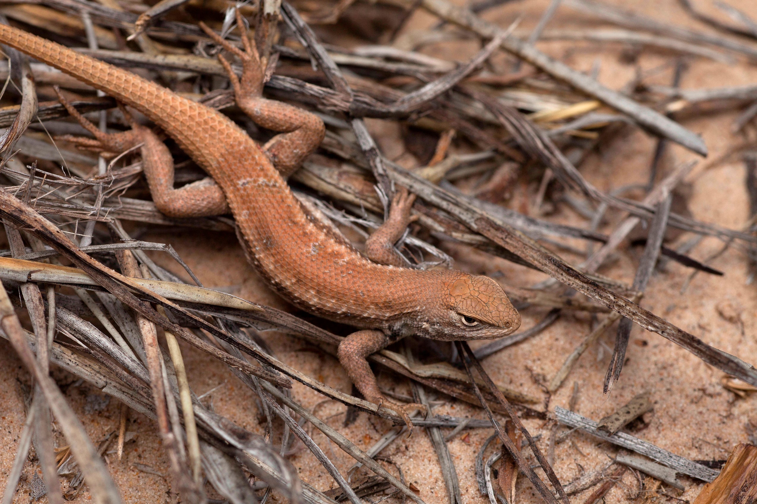 Endangered Lizard Oil and Gas