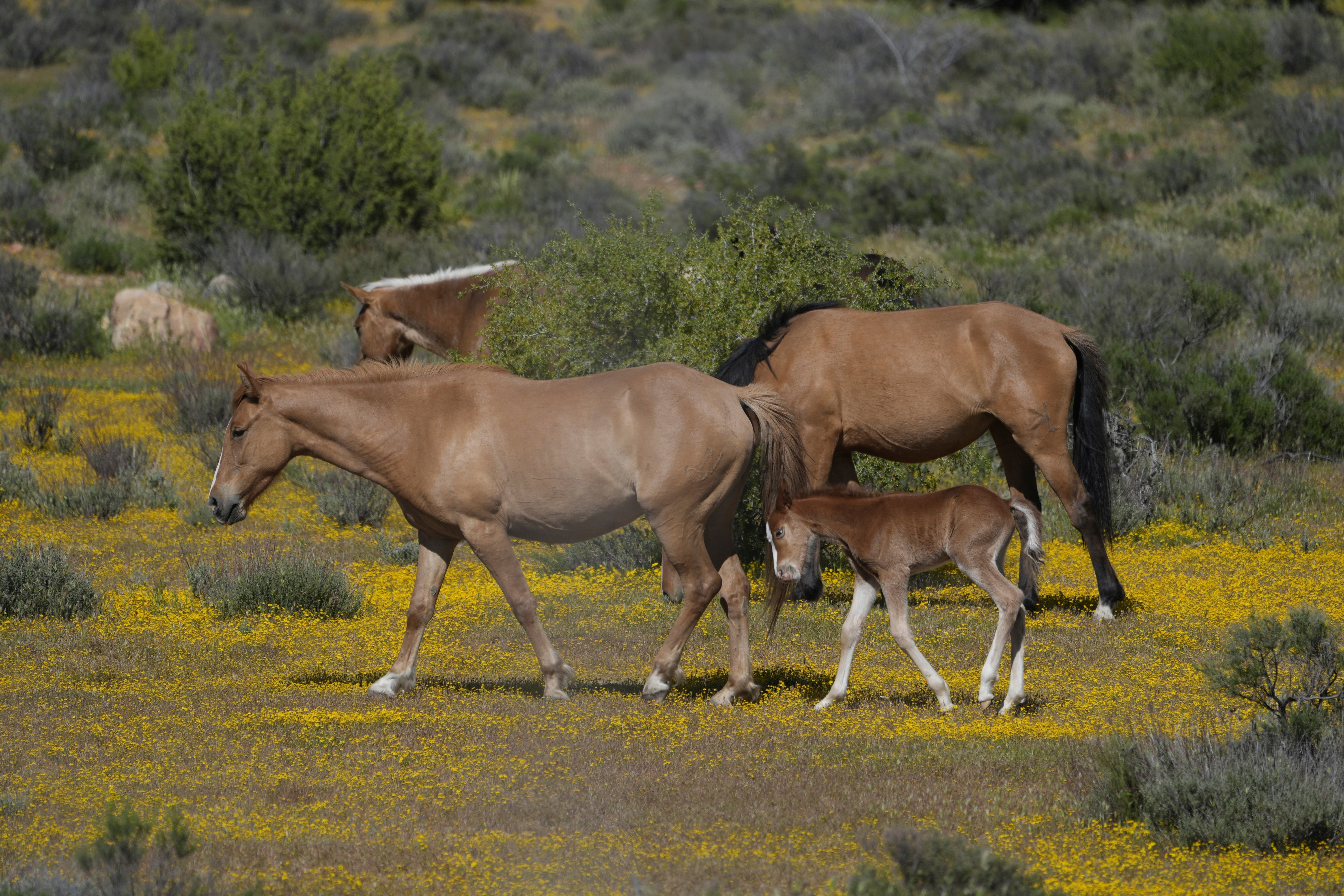 Horses walk close to the US Mexico border Friday, April 19, 2024, in the Ejido Jacume