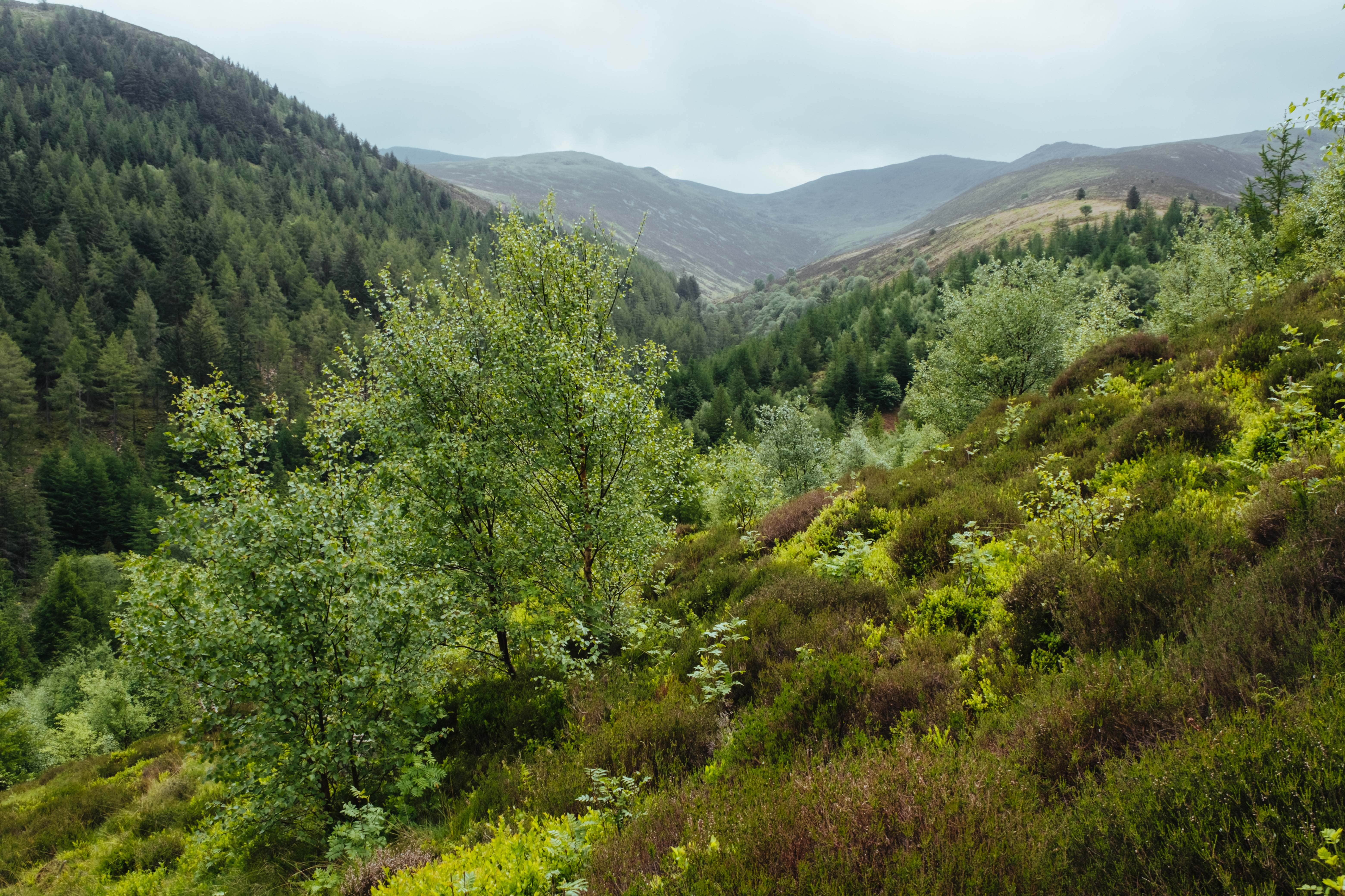 Forestry England has announced nature restoration plans across 8,000 hectares (Forestry England/Crown/PA)