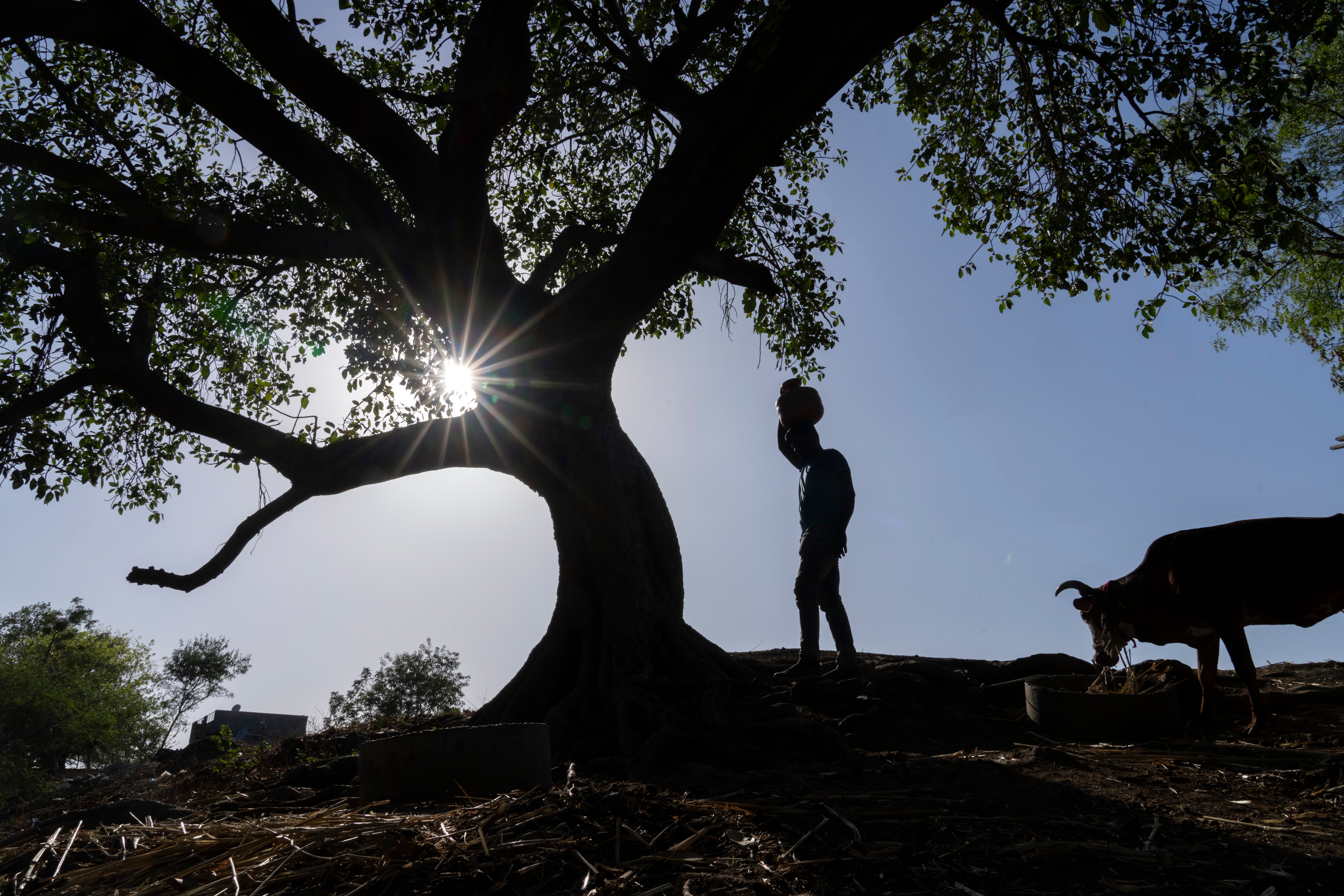 India Climate Election