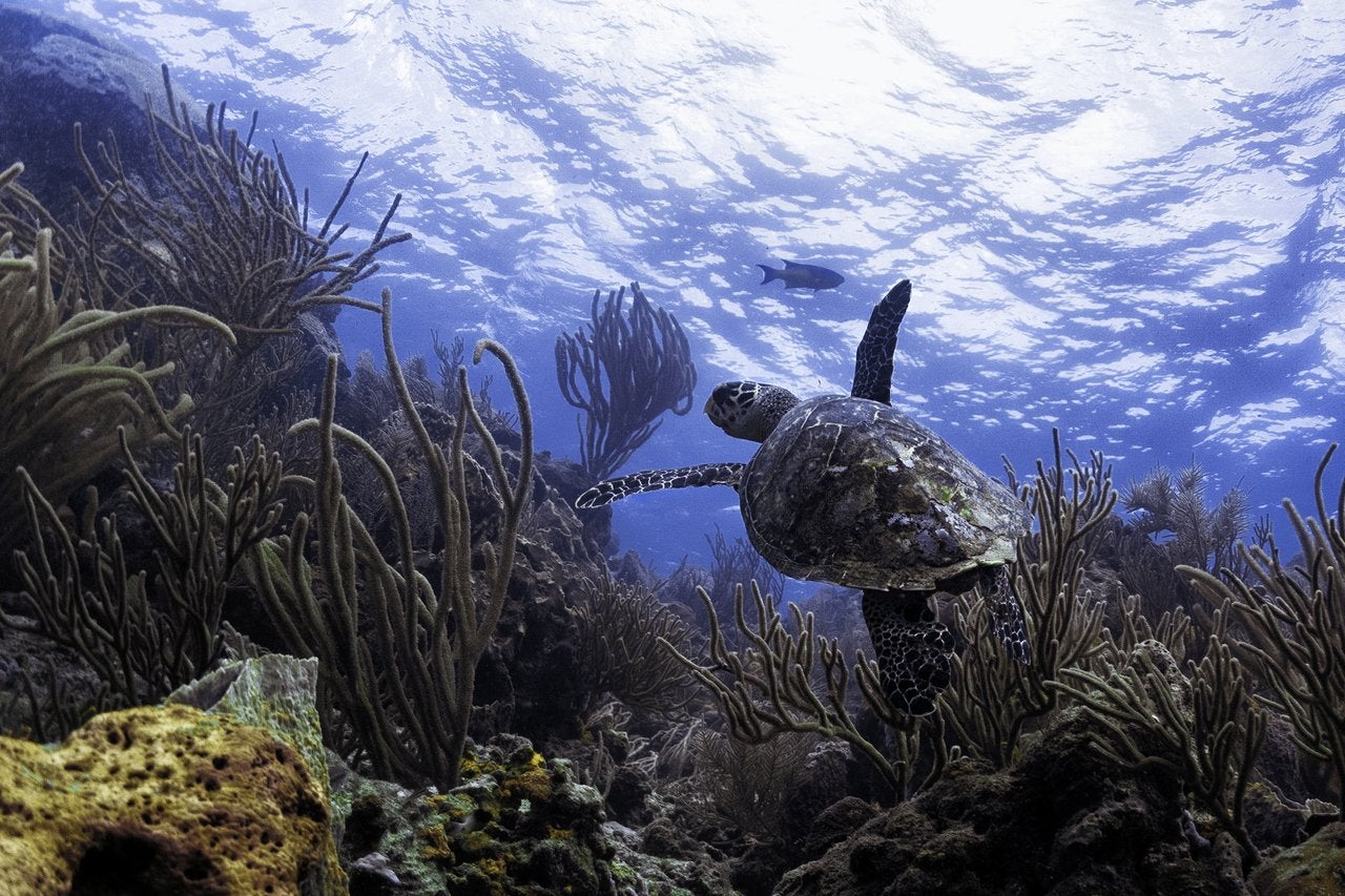 Buccoo Reef is home to an amazing variety of marine wildlife