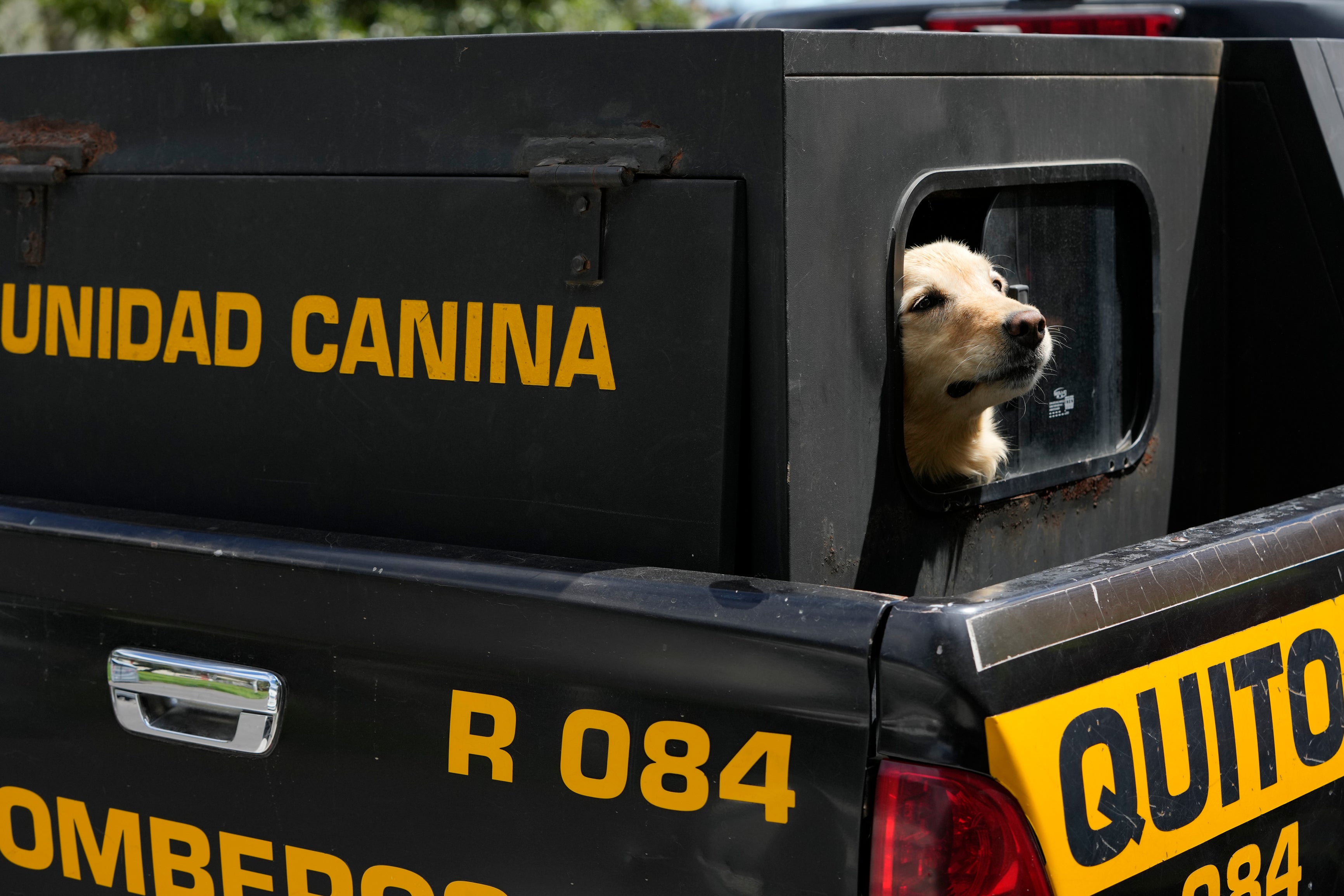 APTOPIX Ecuador Firefighter Dogs