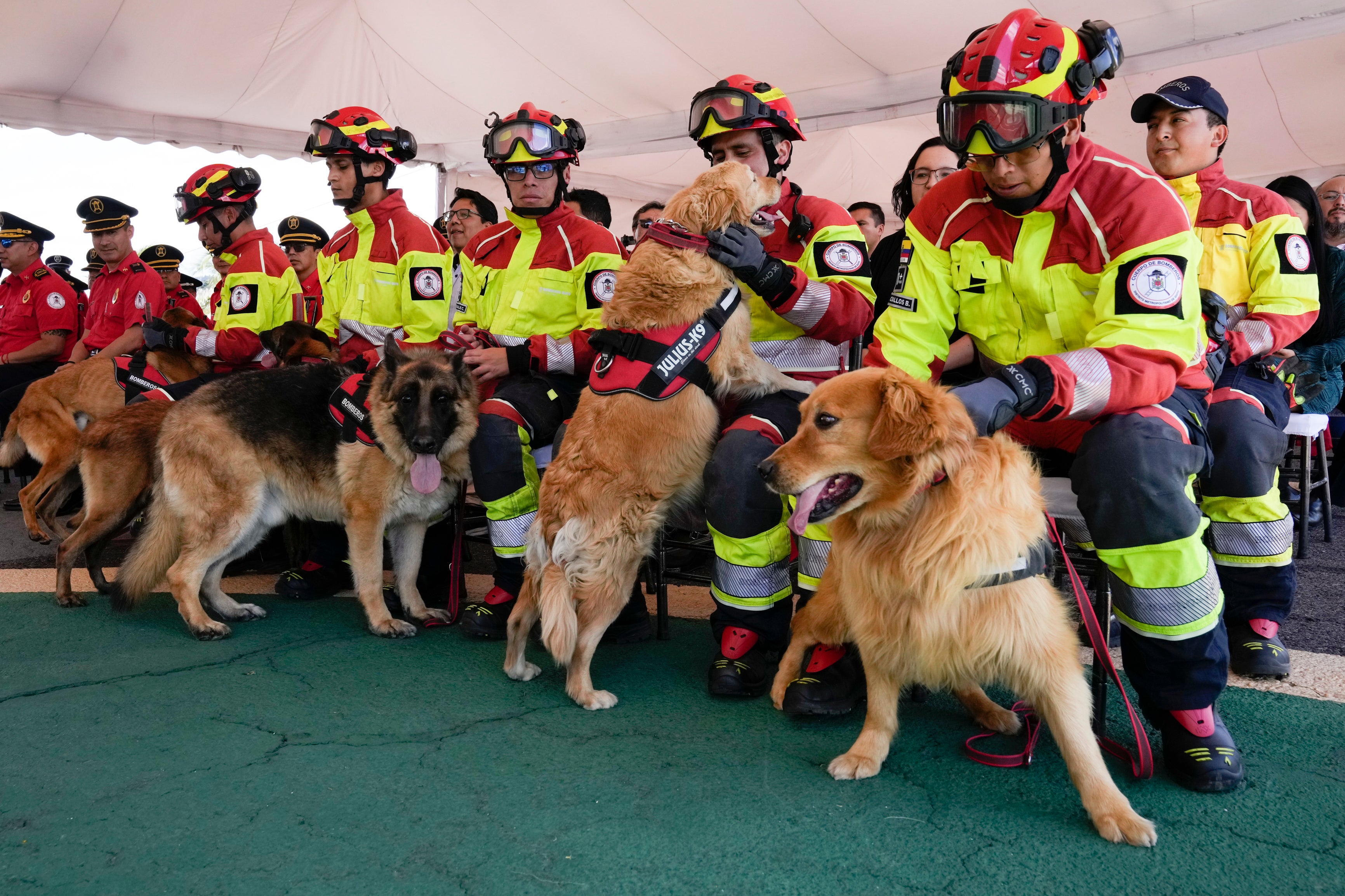 Ecuador Firefighter Dogs