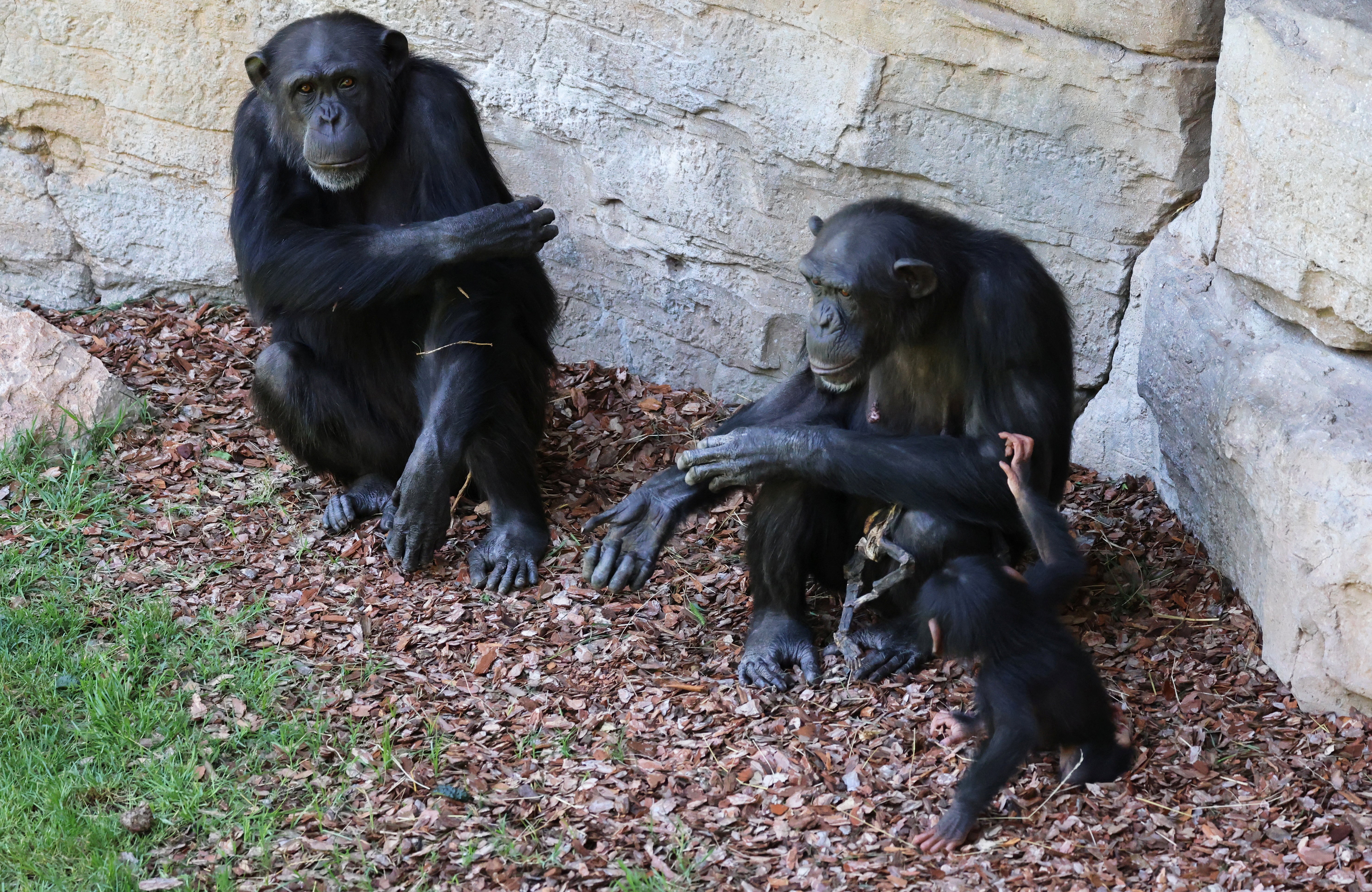 Natalia, a chimpanzee that has carried her dead baby for months, which experts say must be respected and reveals that grieving is not exclusive to humans, is comforted by Cala, the baby of Noelia (L), a chimpanzee at Valencia’s Bioparc, Spain May 16, 2024