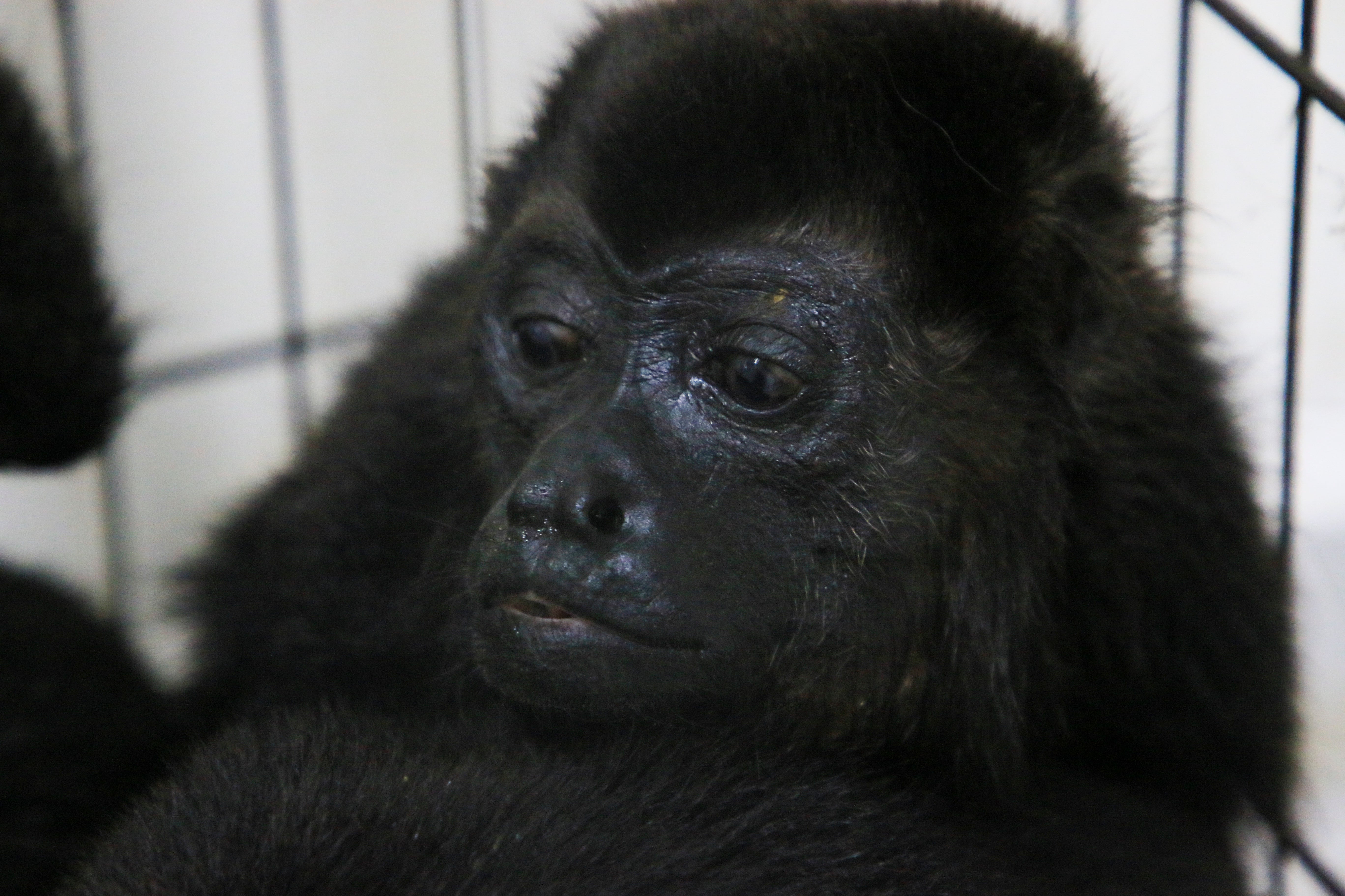 A howler monkey sits inside a cage with others at a veterinarian clinic after they were rescued amid extremely high temperatures in Tecolutilla, Tobasco state, Mexico,