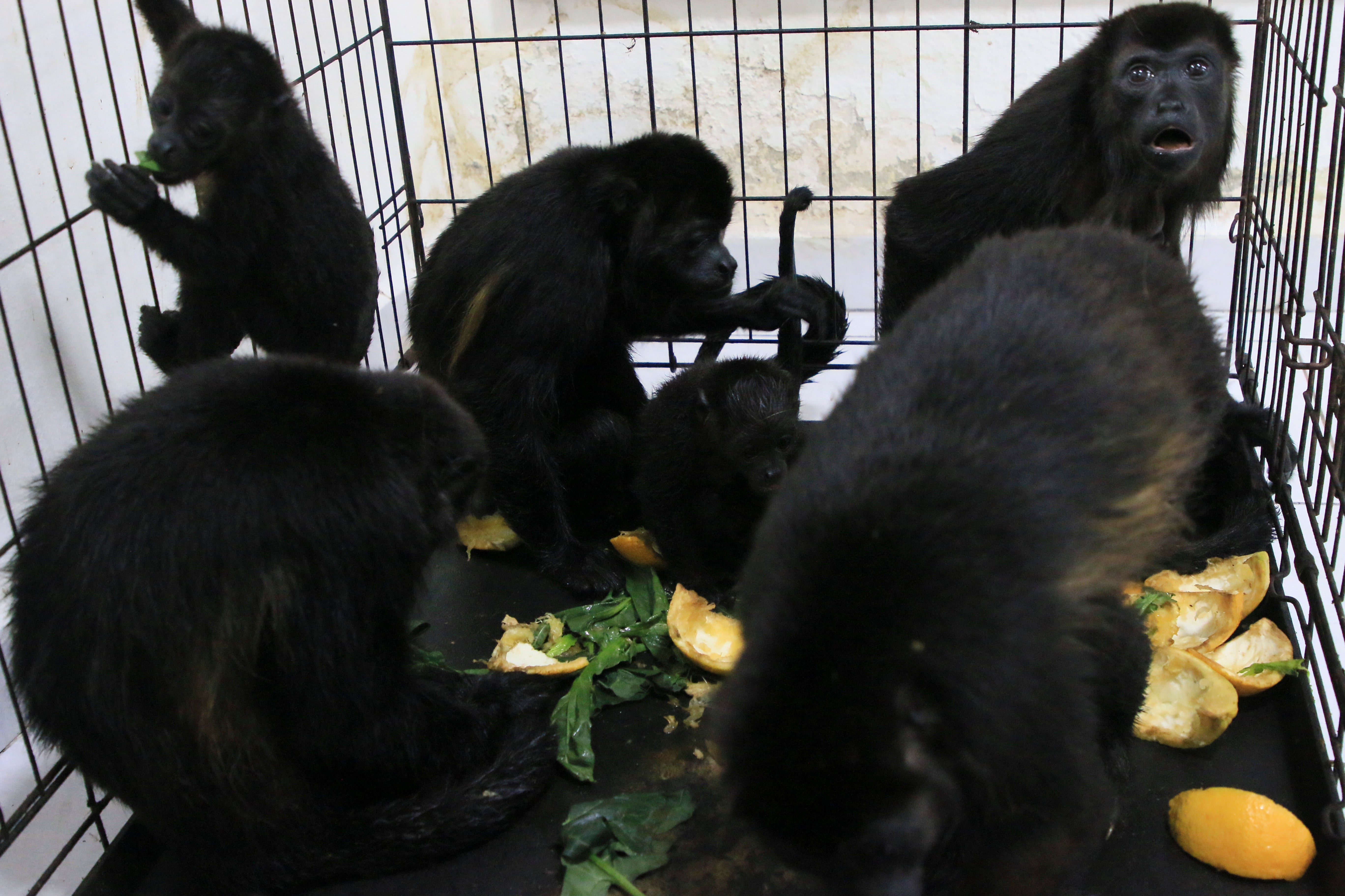 Howler monkeys sit in a cage at a veterinarian clinic after they were rescued amid extremely high temperatures in Tecolutilla, Tobasco state, Mexico