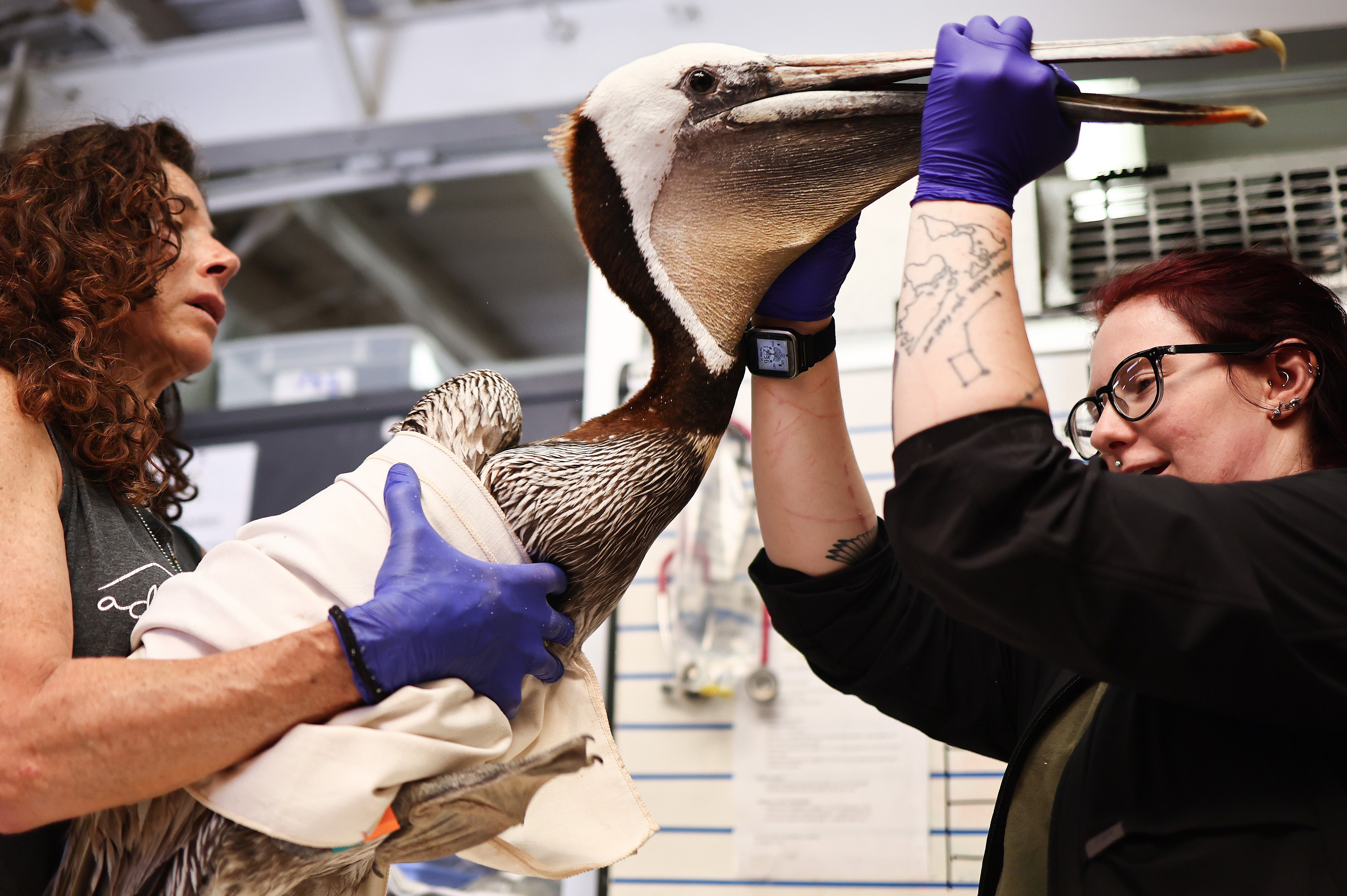 Officials with the Wetlands and Wildlife Care Center tend to a starving pelican on 14 May. Experts say the pelicans are starving due to a late-spring storm