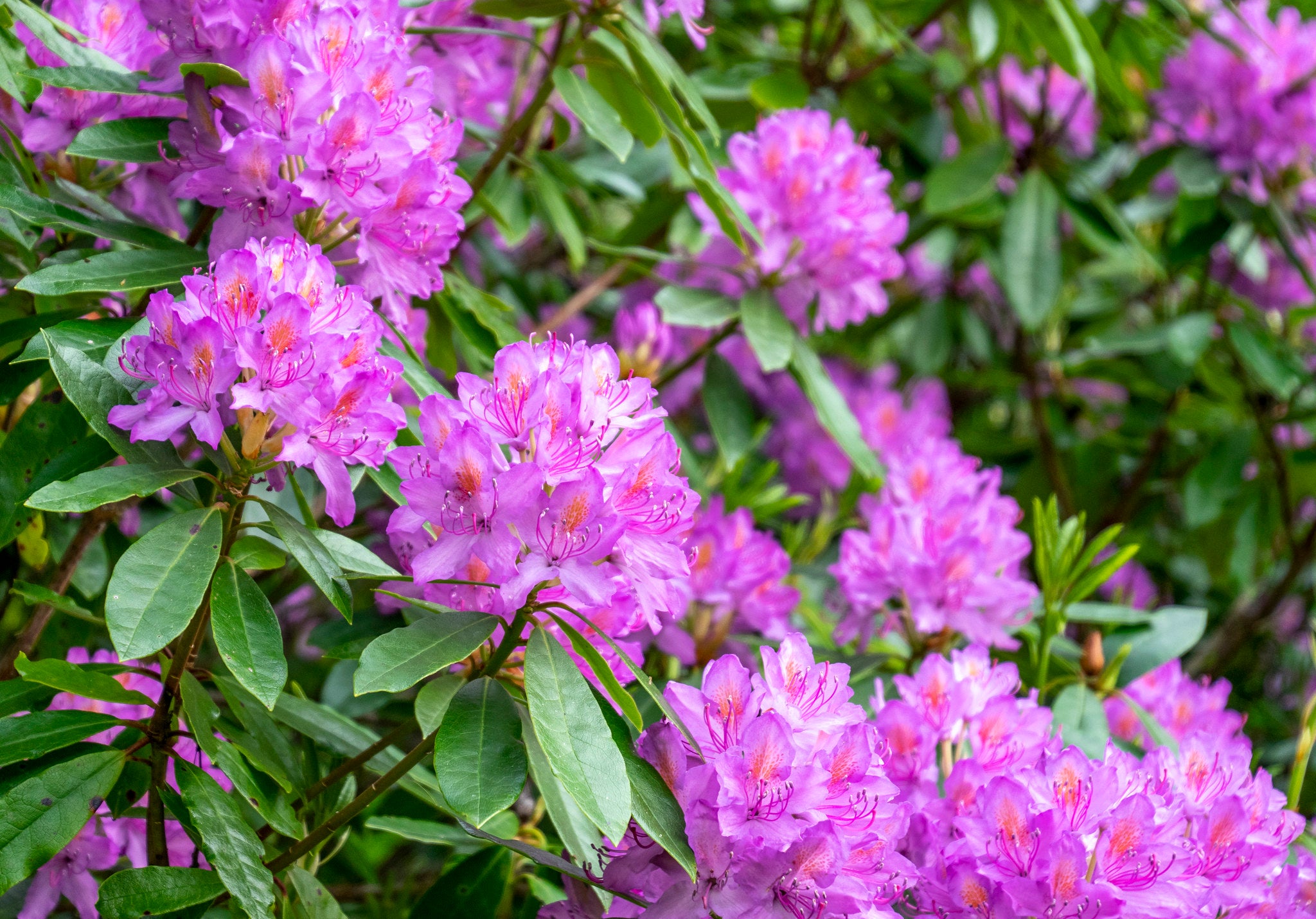 Rhododendron