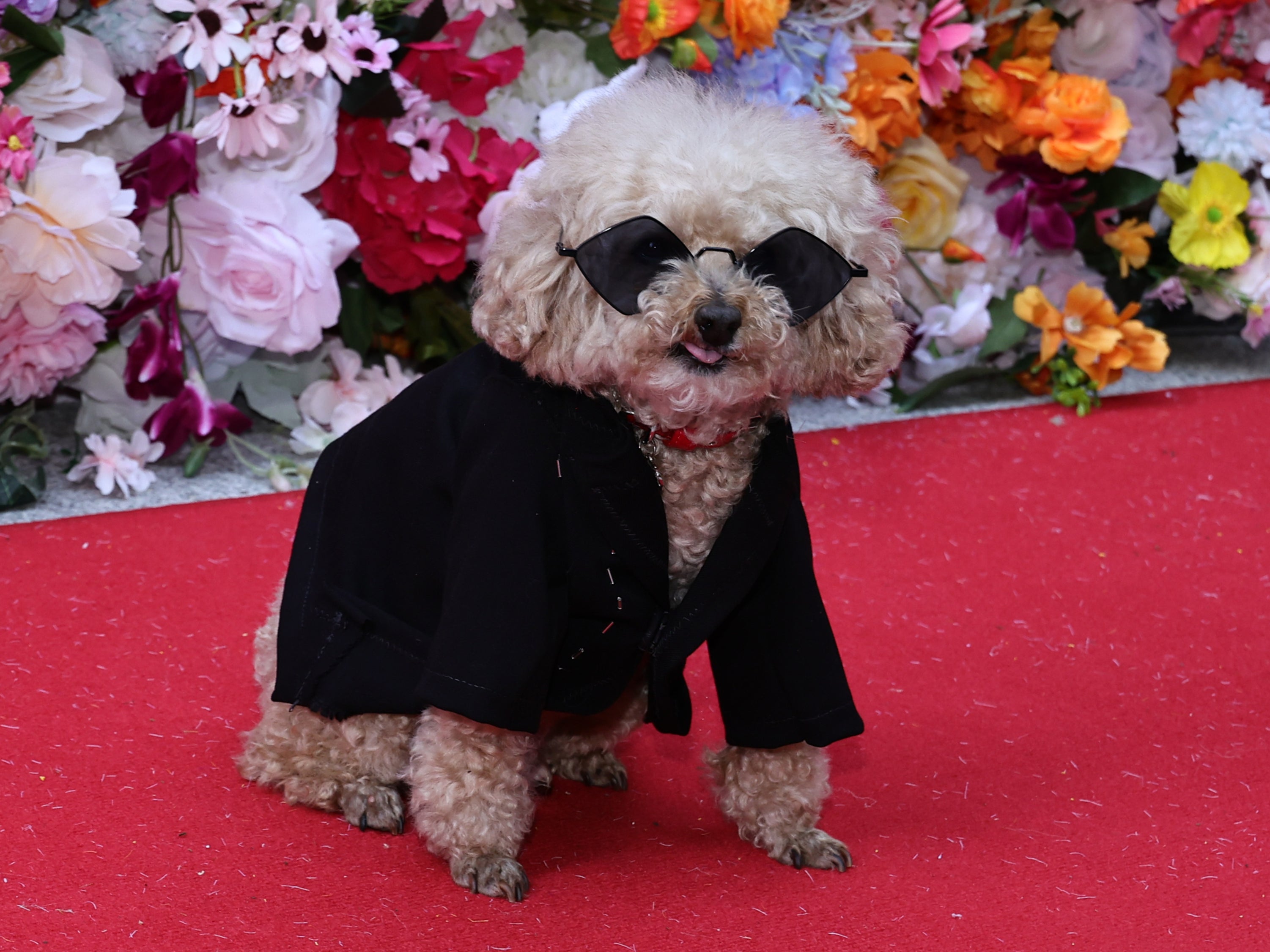 Dog fashions during the 2024 Pet Gala By Anthony Rubio at AKC Museum of the Dog on 20 May 2024 in New York City.