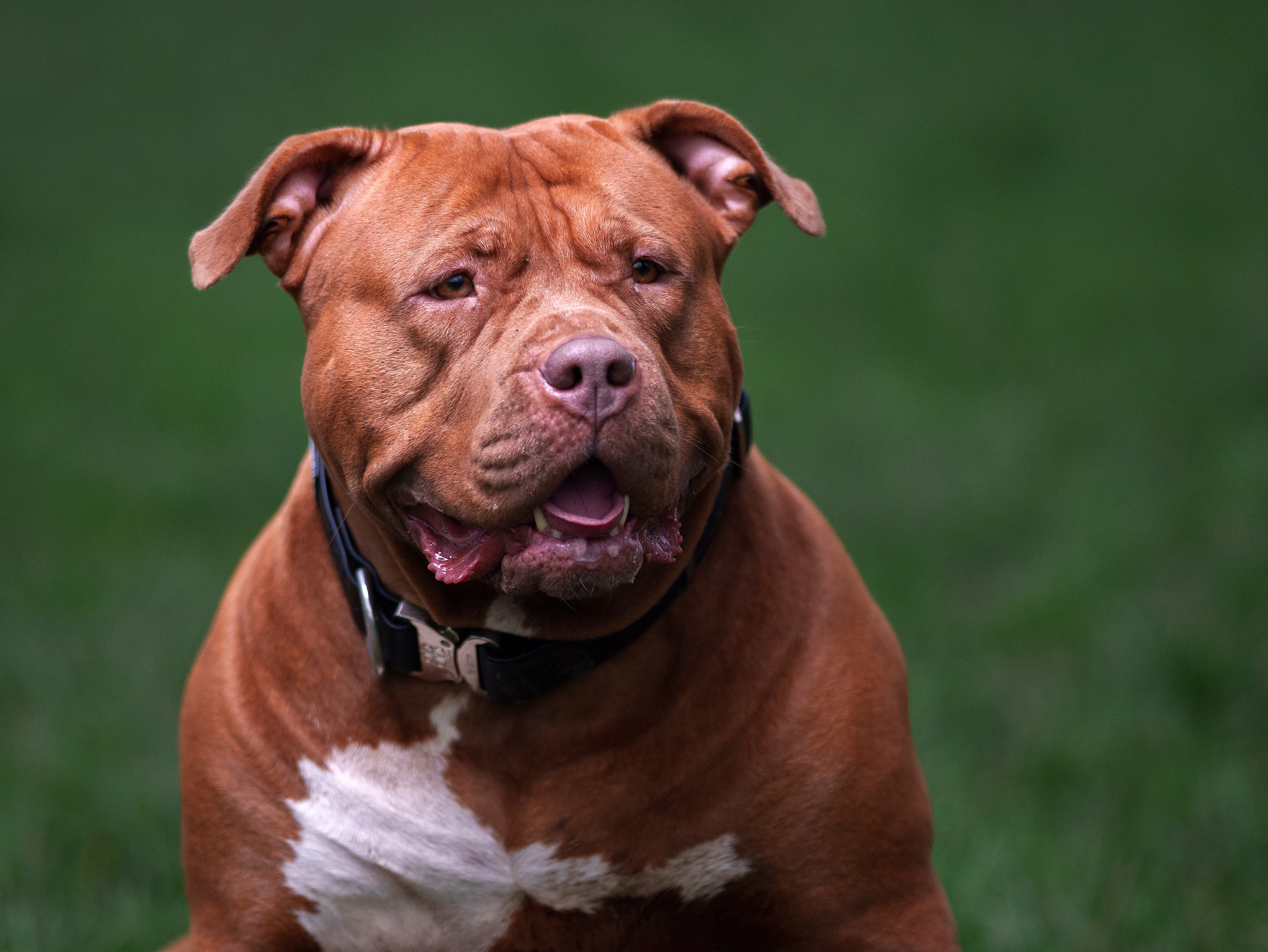 Police have seized the suspected XL Bully (not pictured) after the incident in Brazil Street in Hull