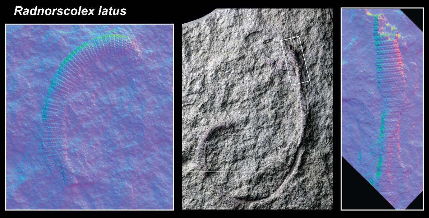 Radnorscolex latus and closeups which reveal the pattern of armour plates