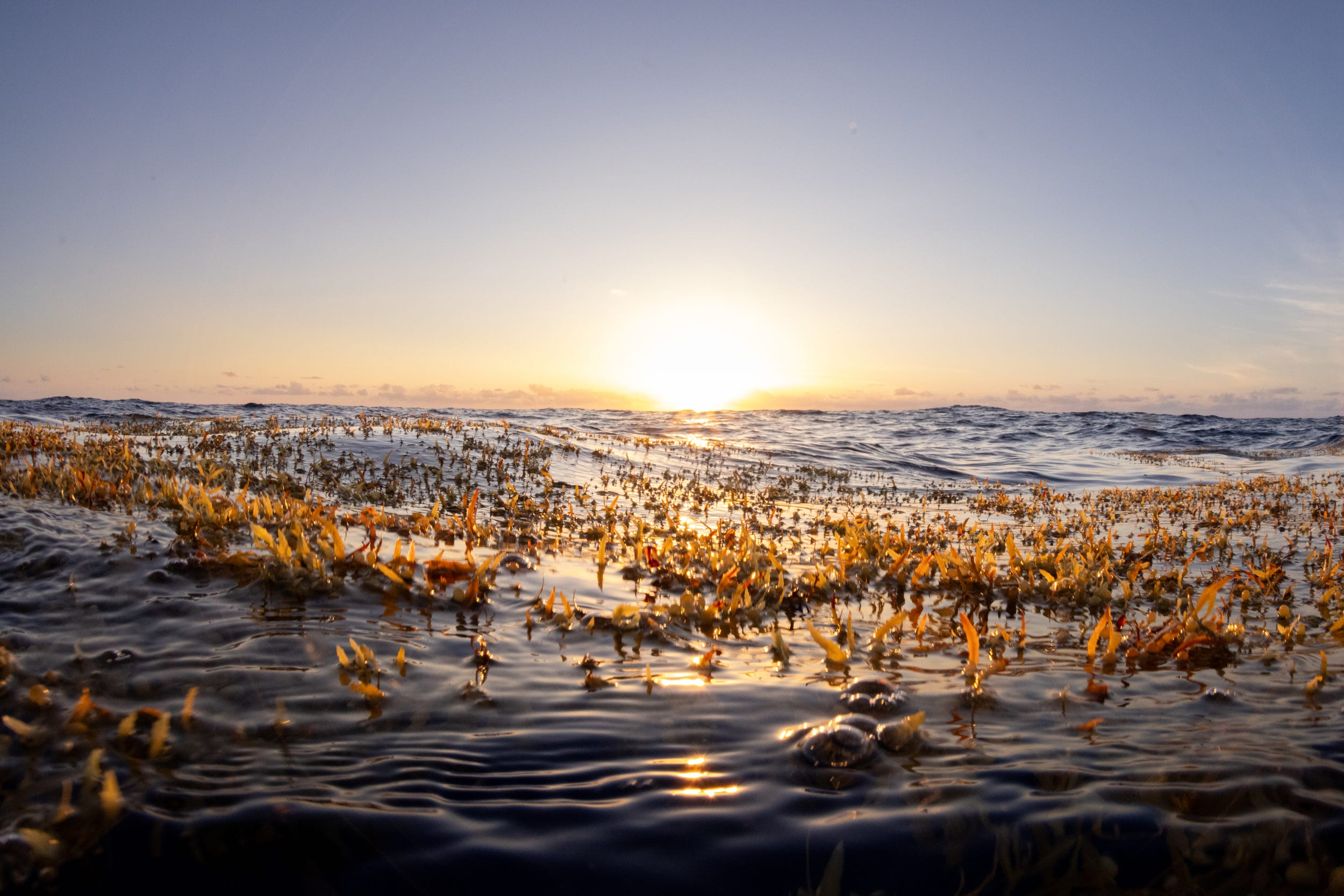 Greenpeace is calling for the Sargasso Sea to be an ocean sanctuary (Tavish Campbell/Greenpeace/PA)