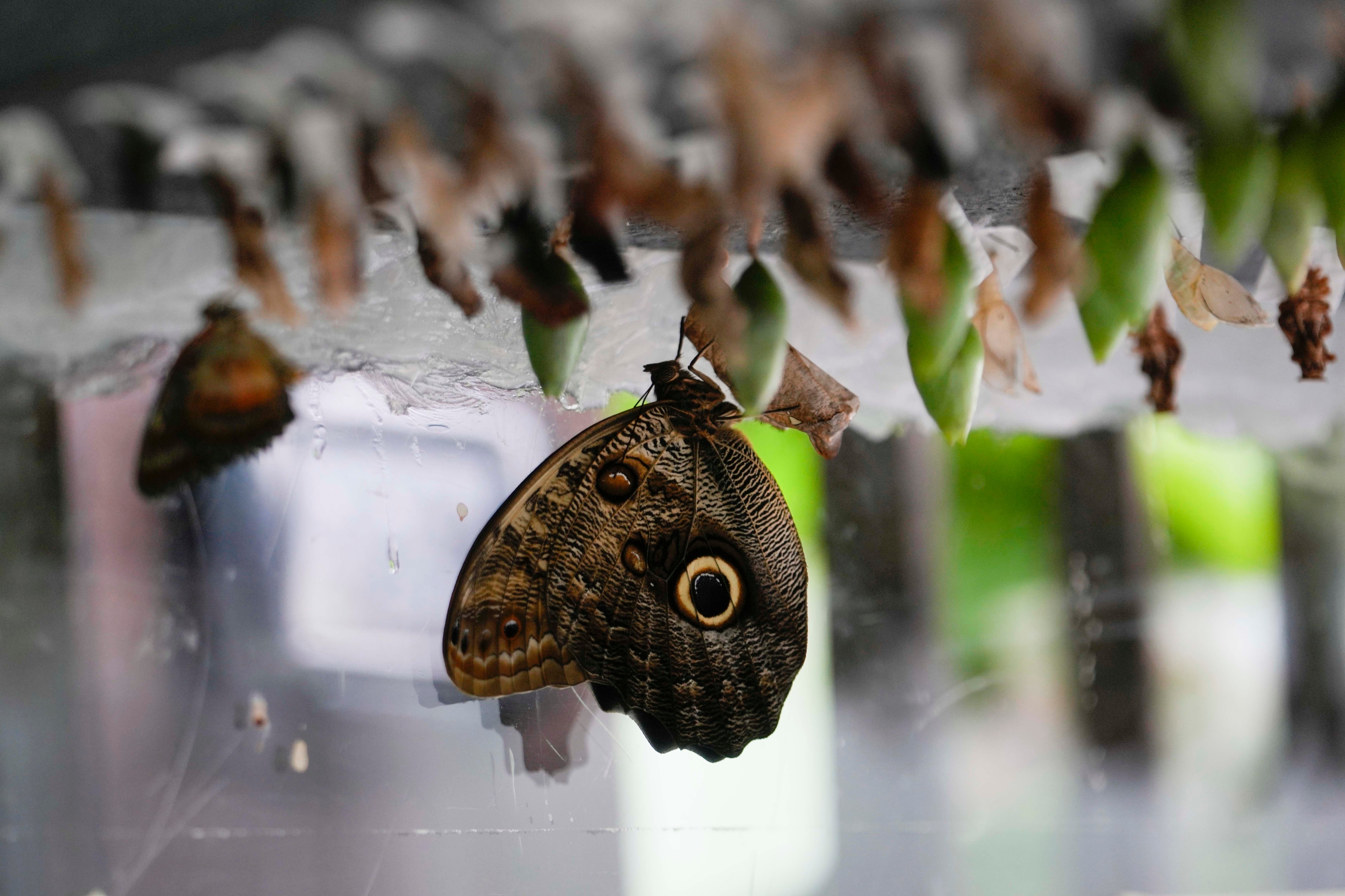 Italy Tanzania Butterfly Research