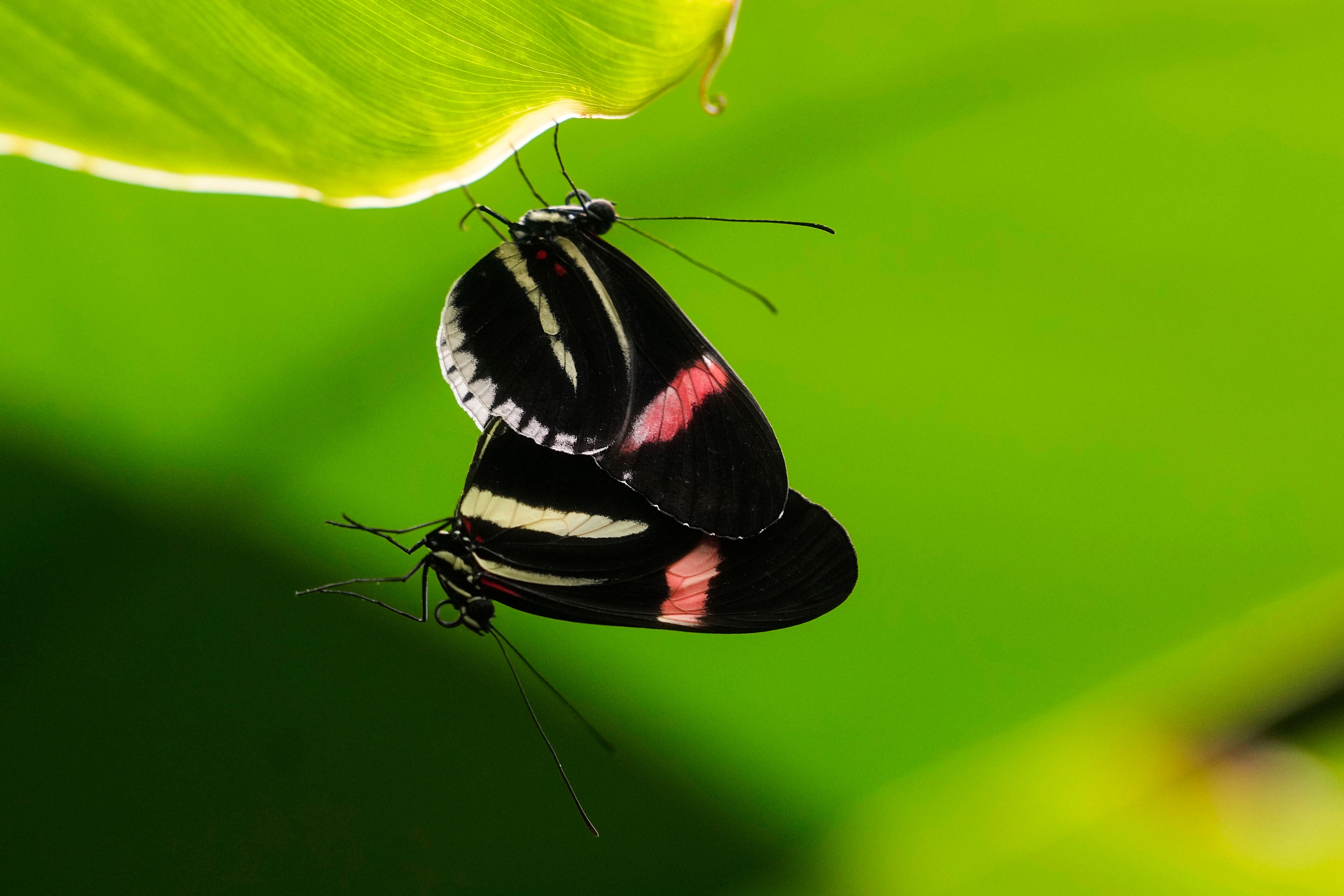 Italy Tanzania Butterfly Research