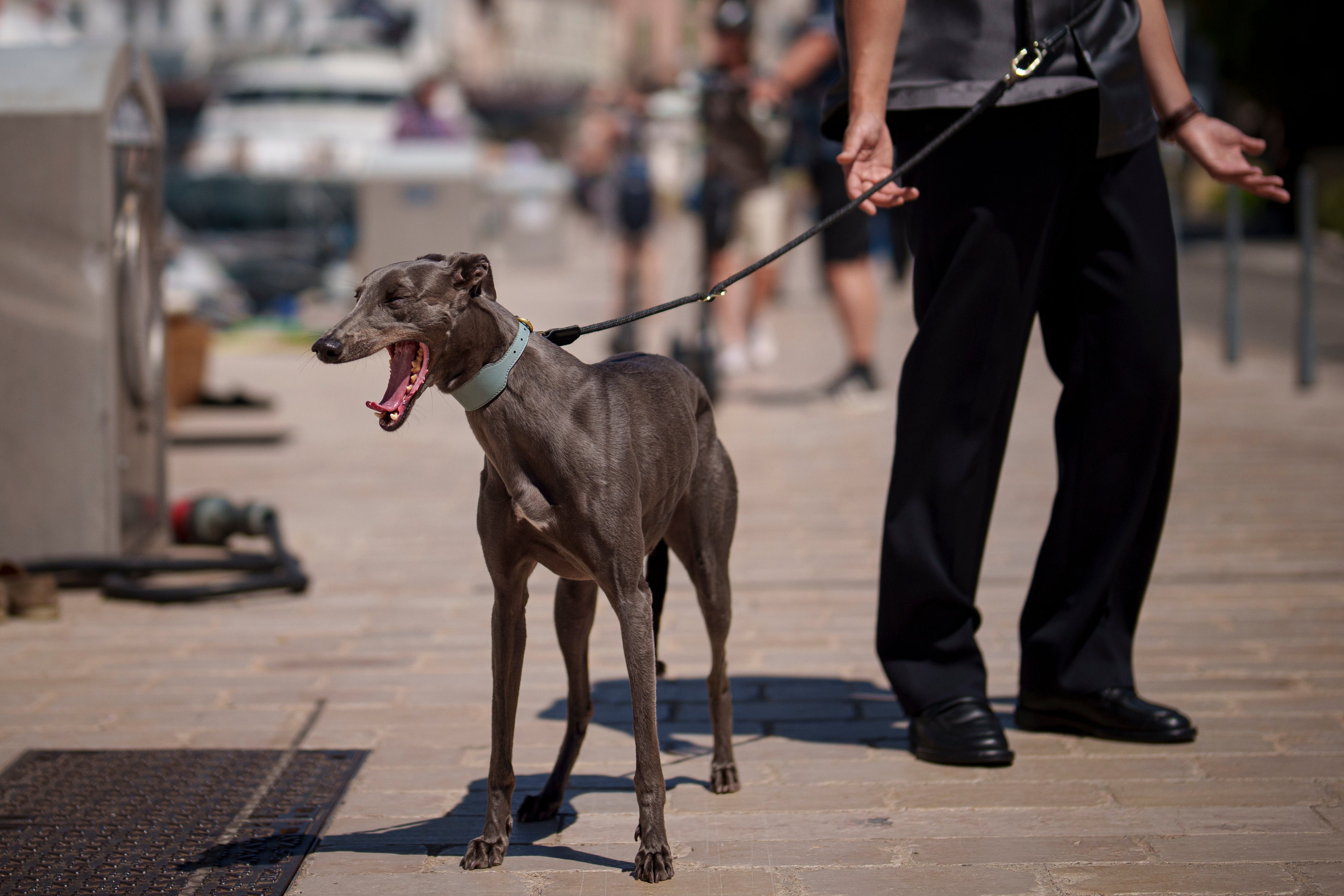 France Cannes 2024 Black Dog Photo Call