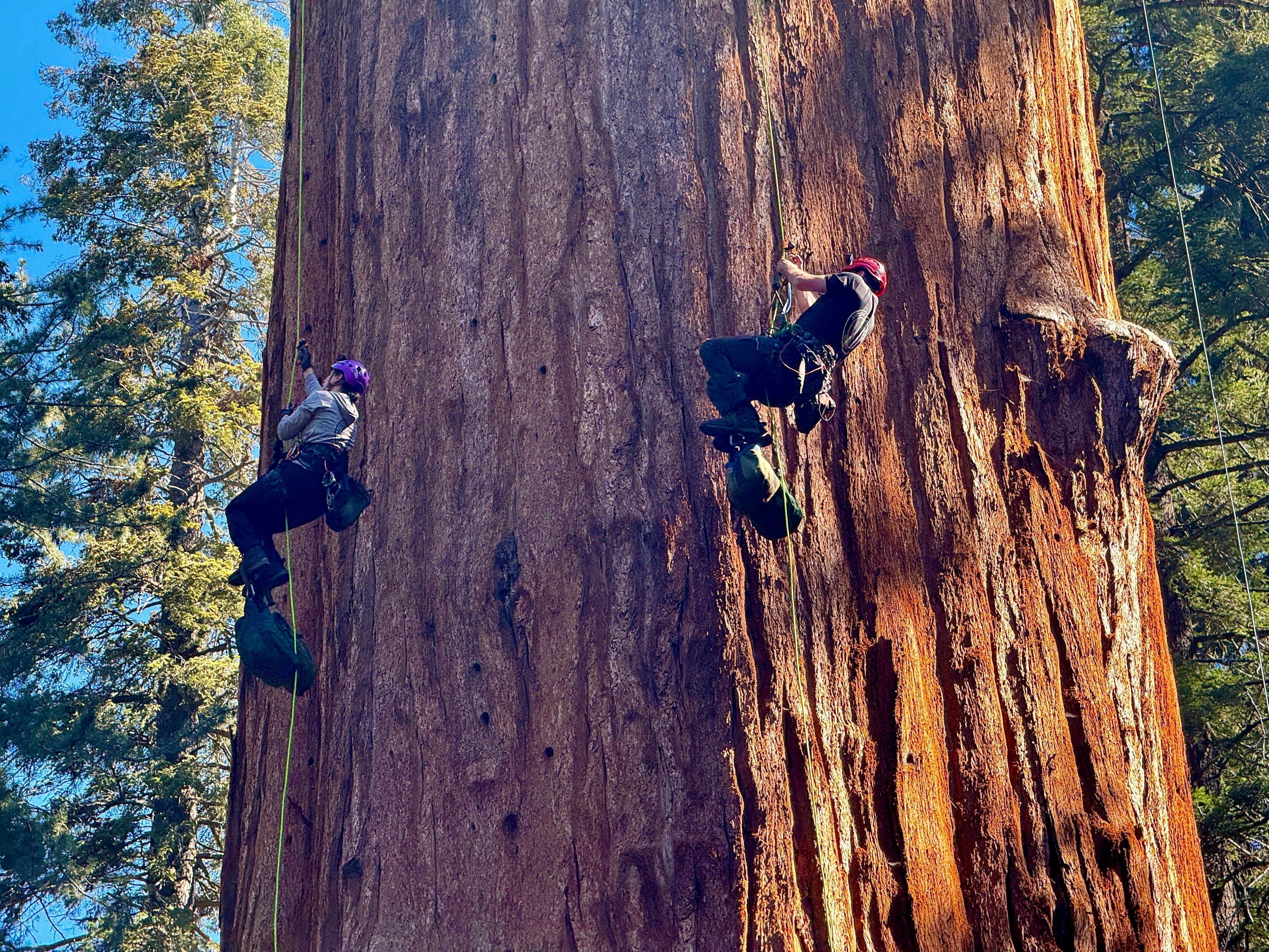 California Climate Sequoia Trees
