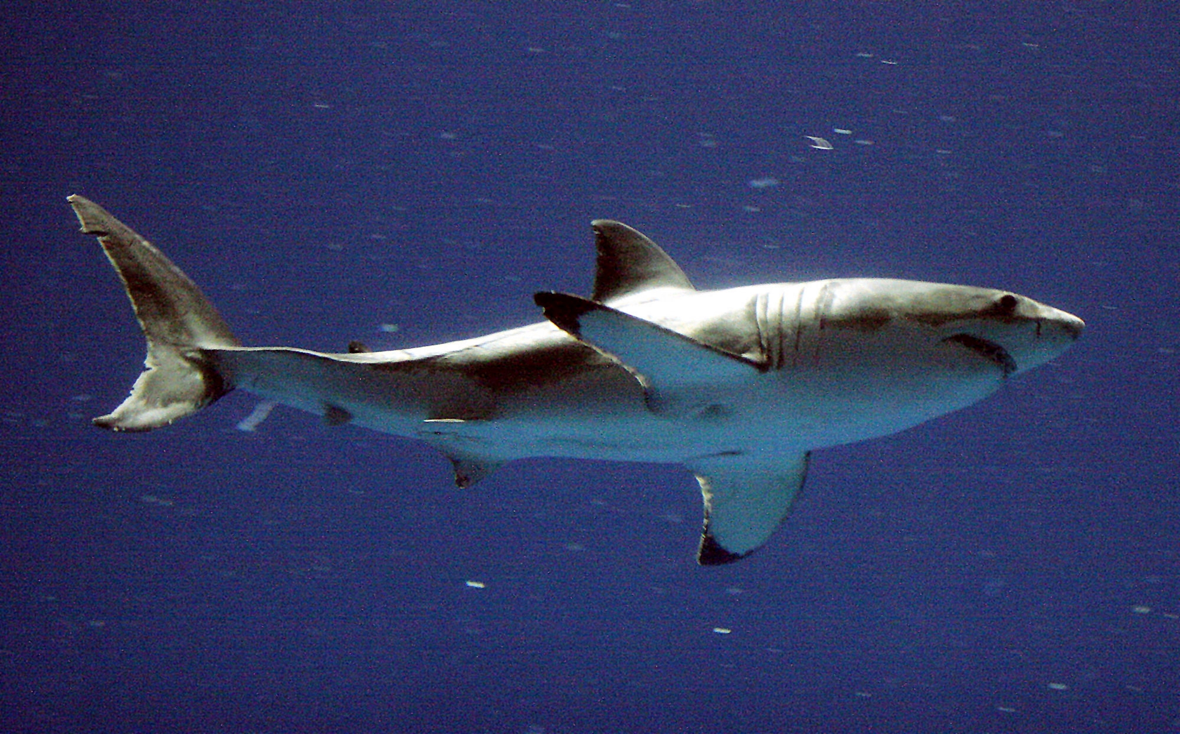 A great white shark