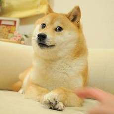 Kabosu: Shiba inu who inspired ‘doge’ internet meme and cryptocurrency dies aged 18