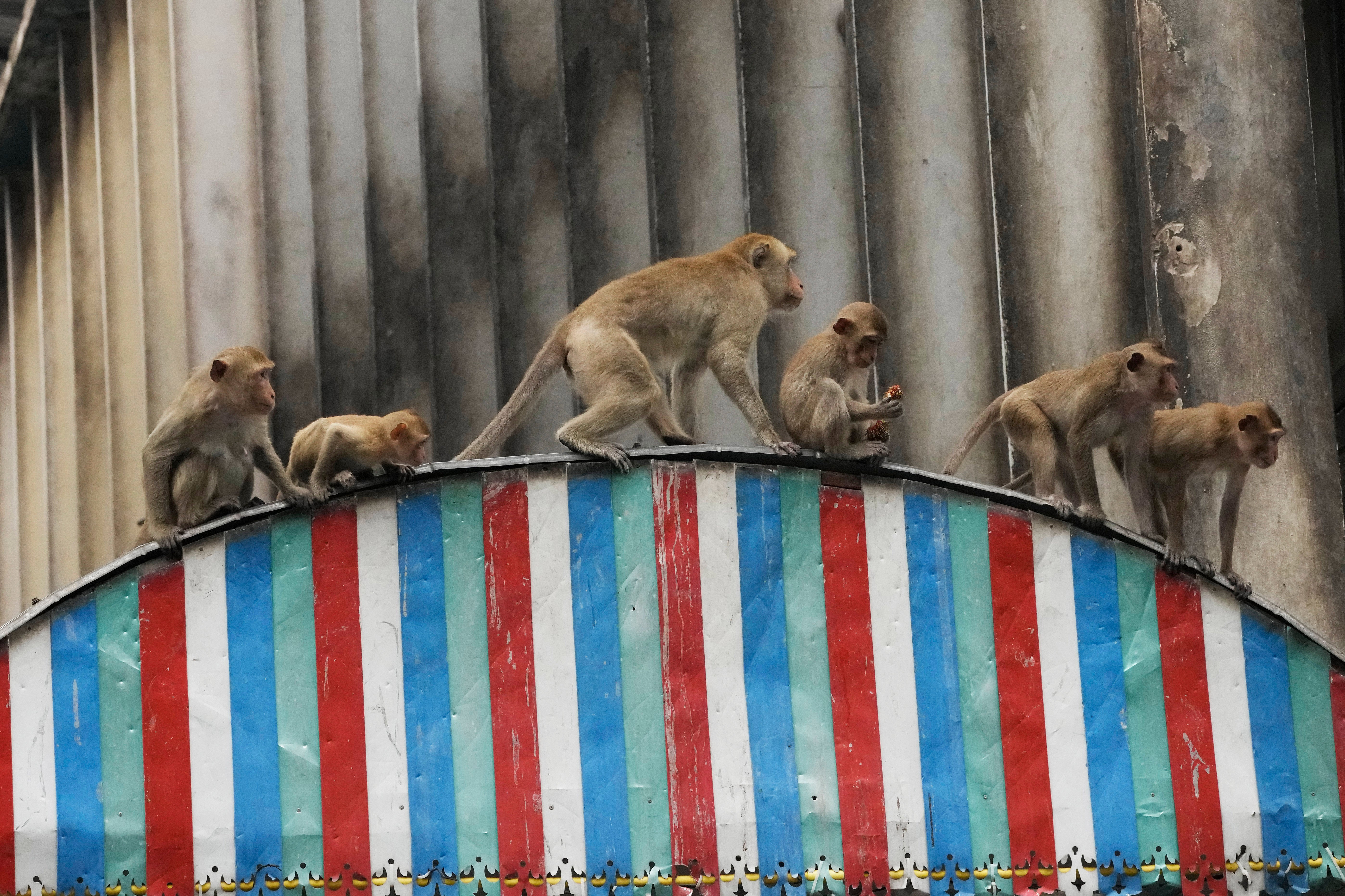 Thailand Monkeys