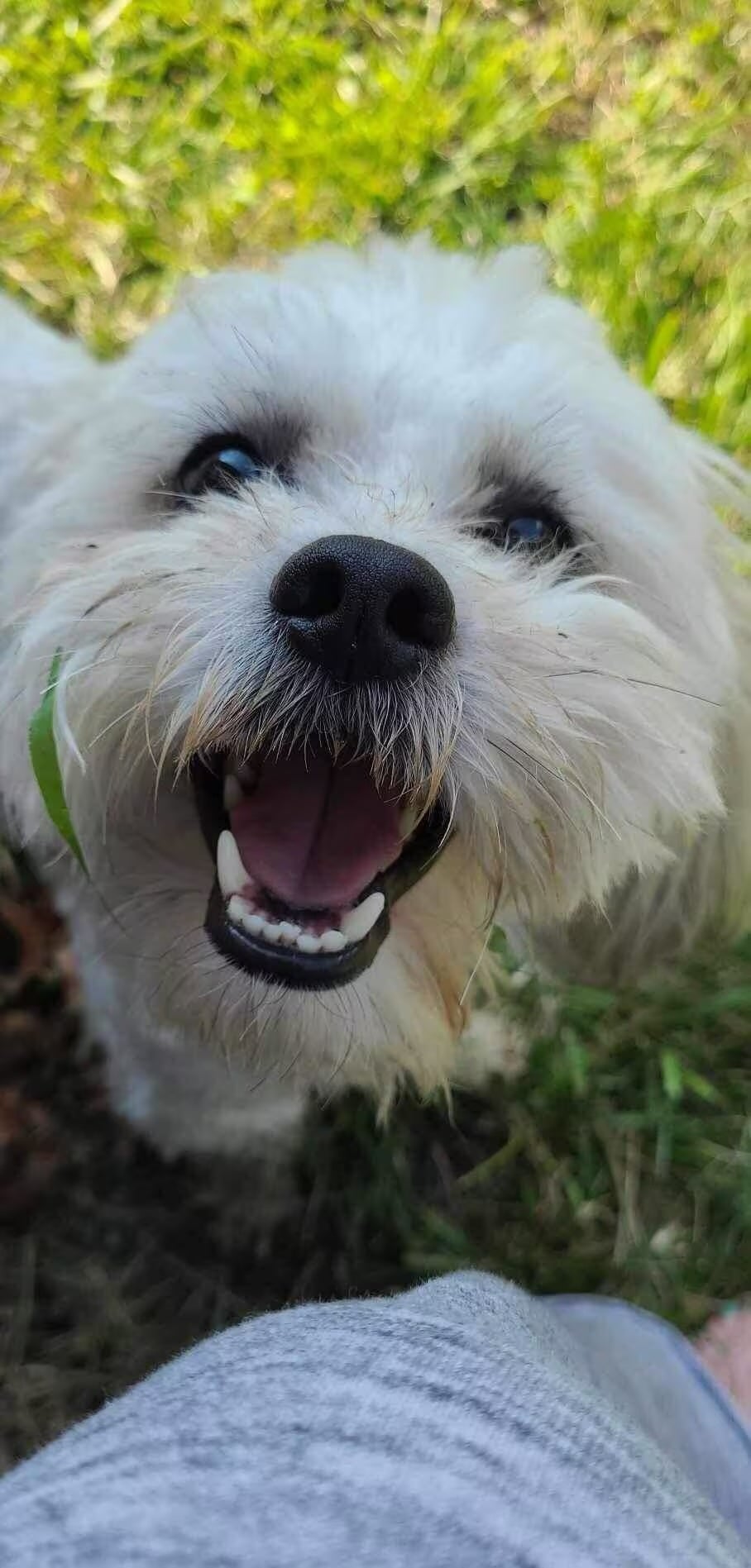 The City of Sturgeon being sued for $1m after Teddy, a 13-pound disabled Shih Tzu, was shot dead by a police officer