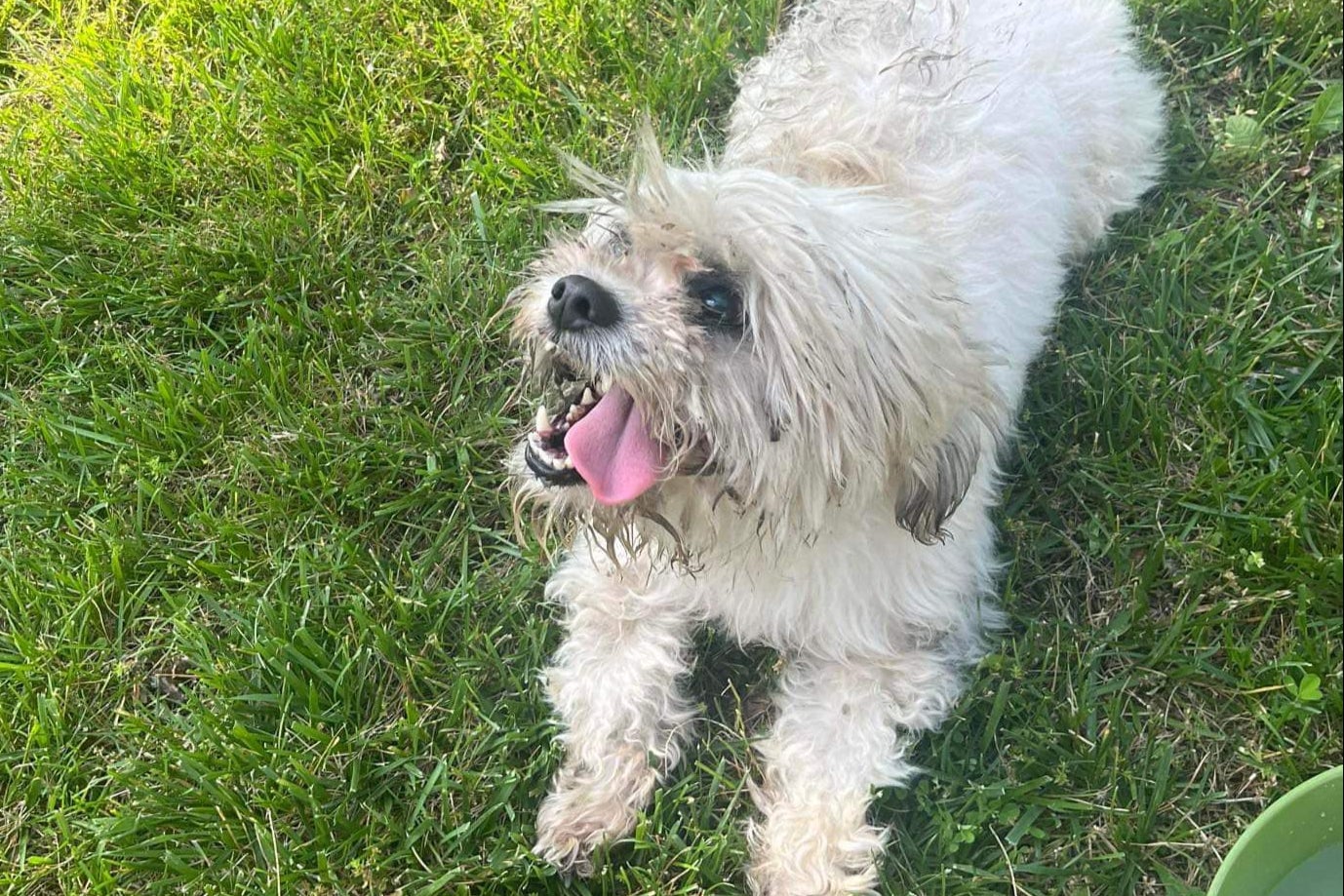 The officer from the Sturgeon Police Department, in Missouri, claimed he believed that Teddy was rabid. His behaviour was due to the fact that he was deaf and blind