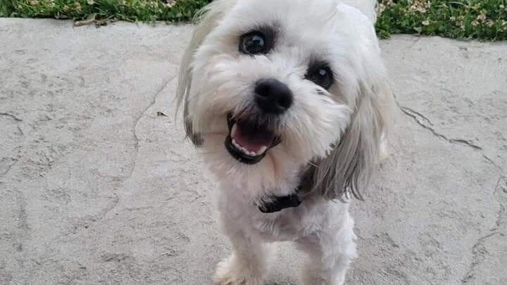 Police bodycam footage showed an officer chasing Teddy (pictured) around a large field and making several unsuccessful attempts to catch him before shooting the dog dead. The city has found no wrongdoing over the officer’s actions