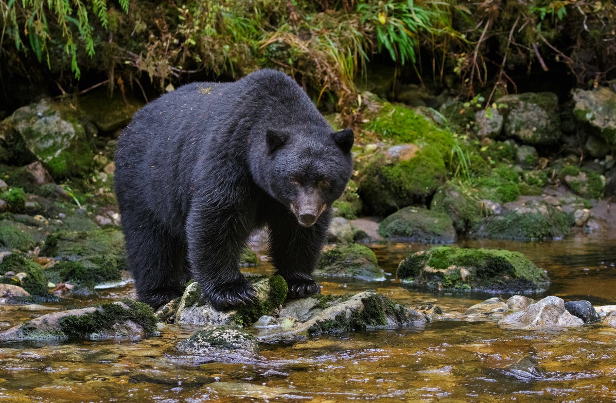 A 12-year-old boy shot a black bear in Wisconsin to stop it from mauling his father