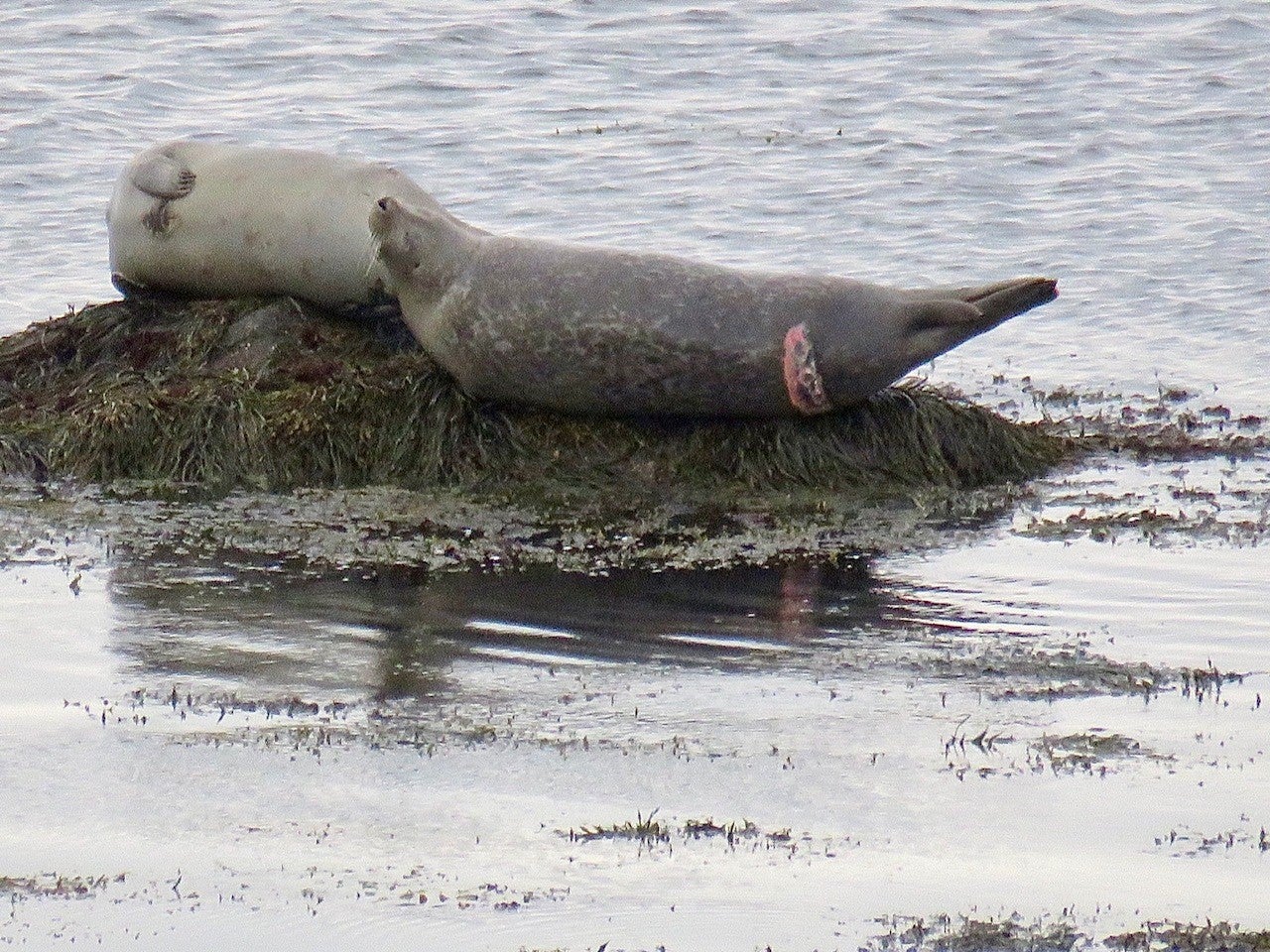 A seal seen off Plymouth in late April with a fresh white shark bite