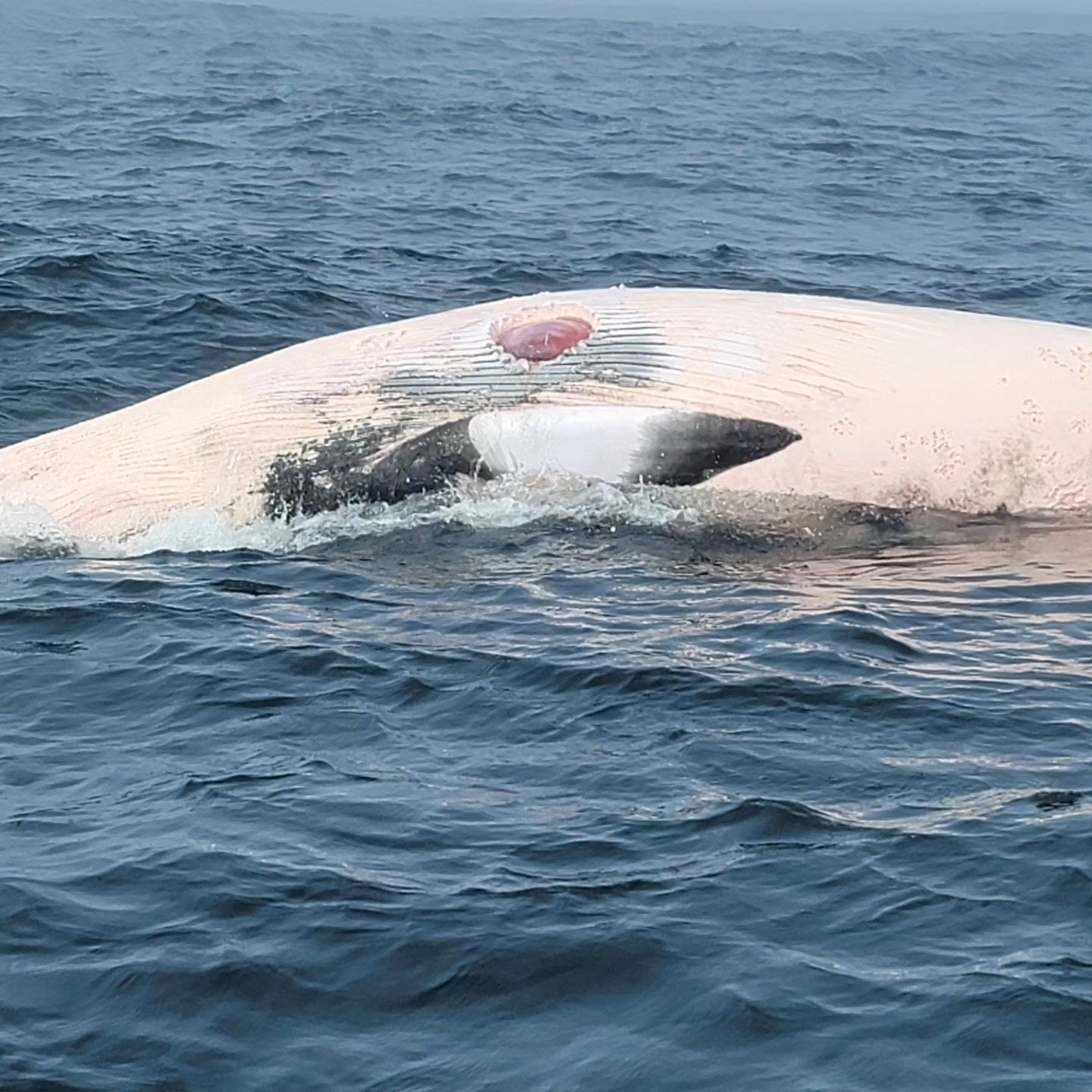 A deceased minke whale with a white shark bite in Chatham on 21 May