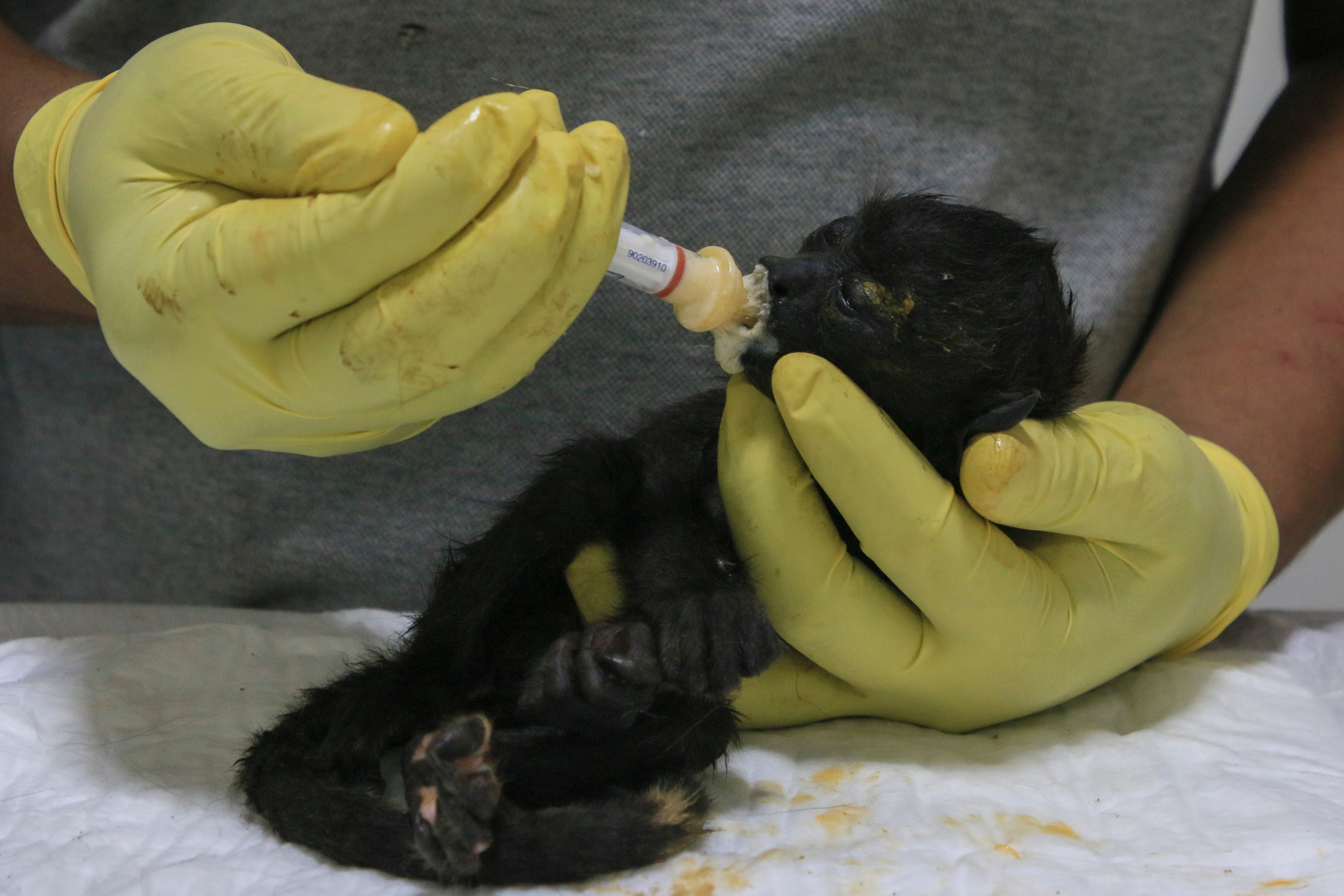 A veterinarian feeds a young howler monkey rescued amid extremely high temperatures in Tecolutilla, Tabasco state, Mexico