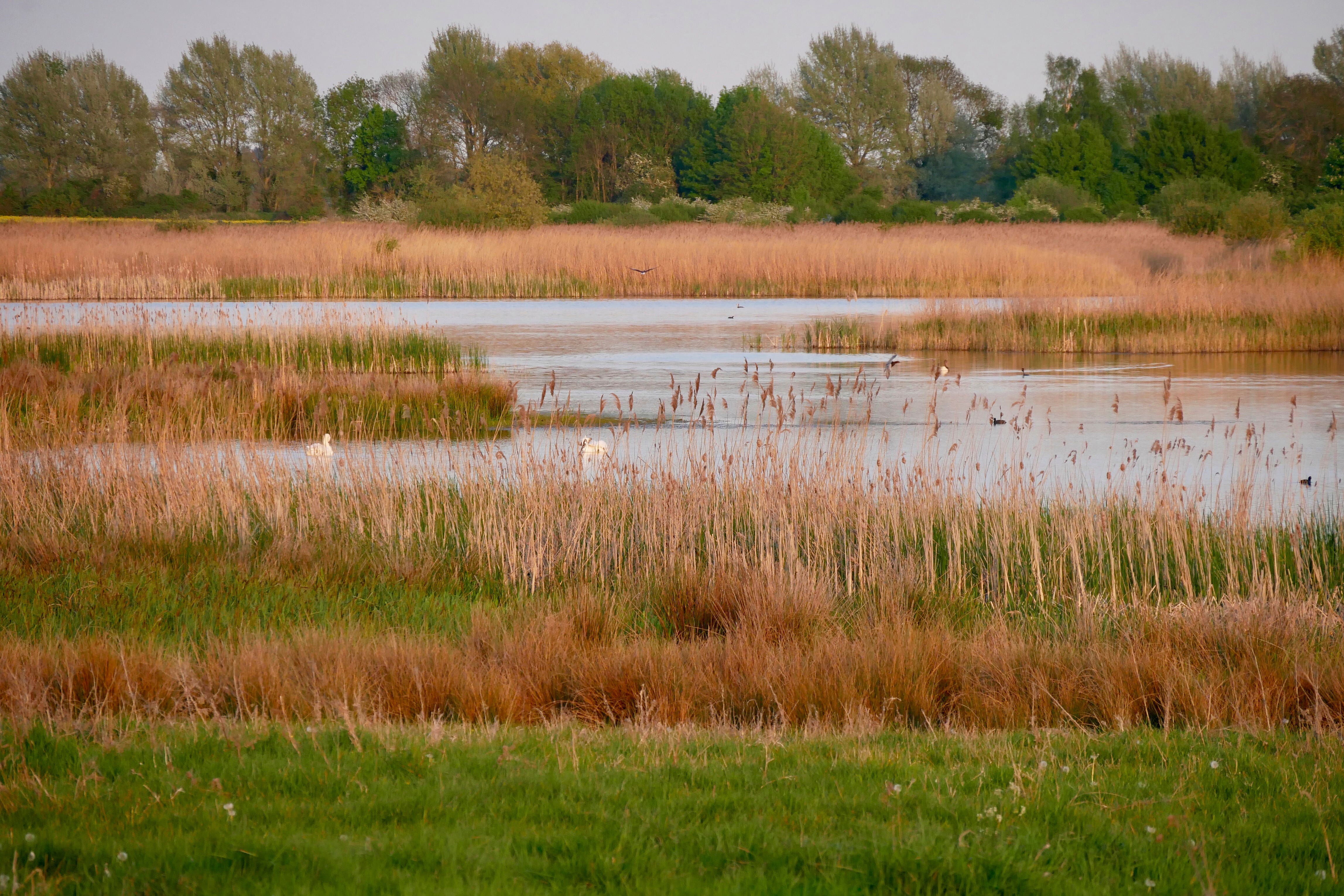 A huge project to create one of the biggest reedbeds in the UK at a quarry site is more than half complete (RSPB/PA)