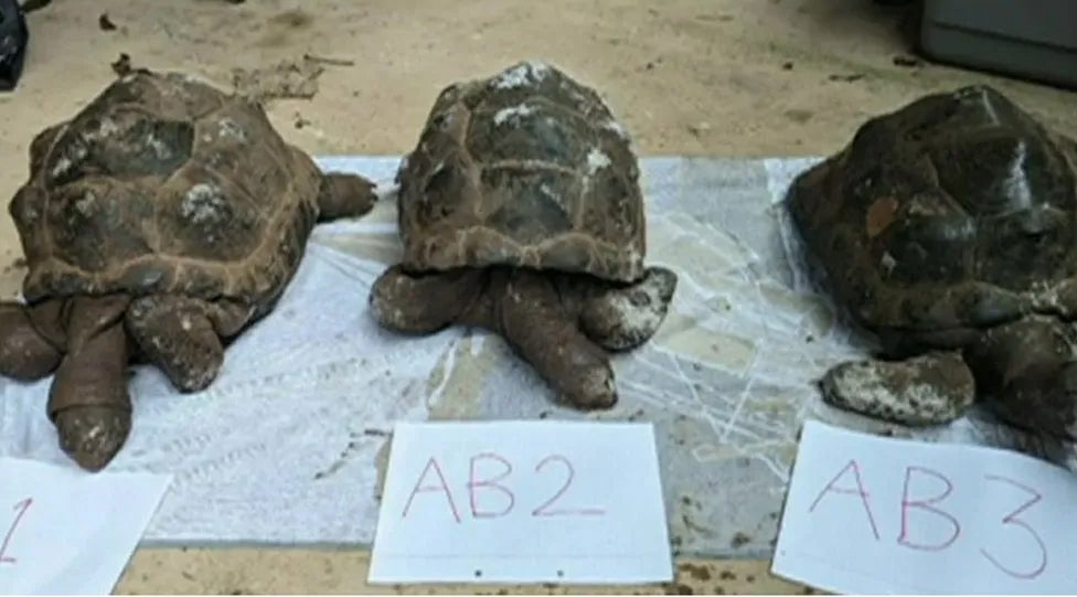 The tortoises were found dead in Ashclyst Forest in Devon