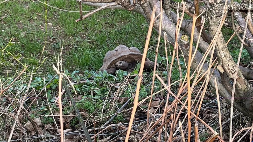 The tortoises were found dead in Ashclyst Forest in Devon