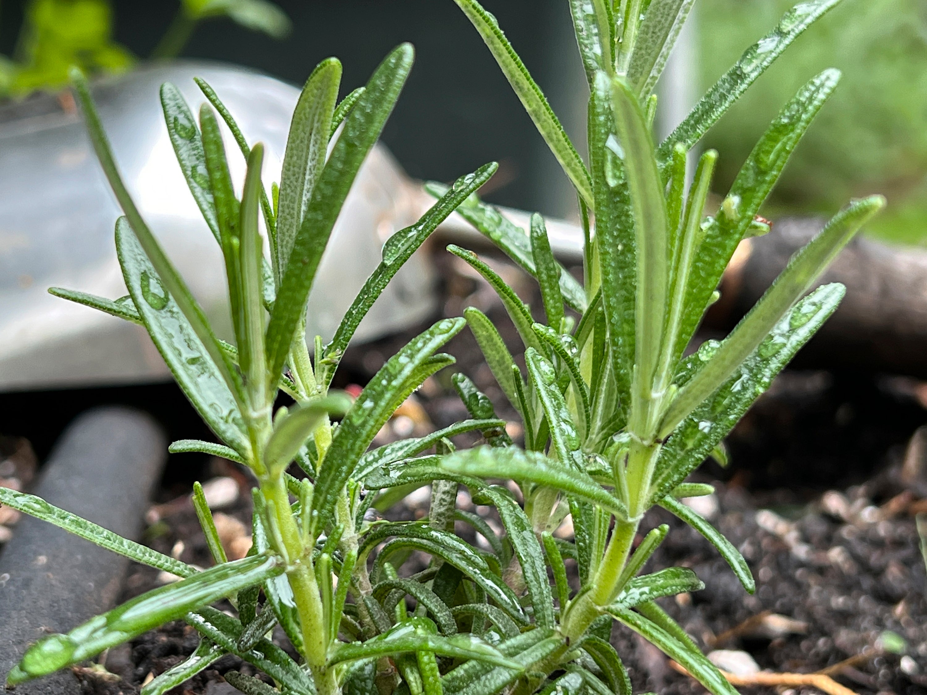 Gardening - Perennial Herbs