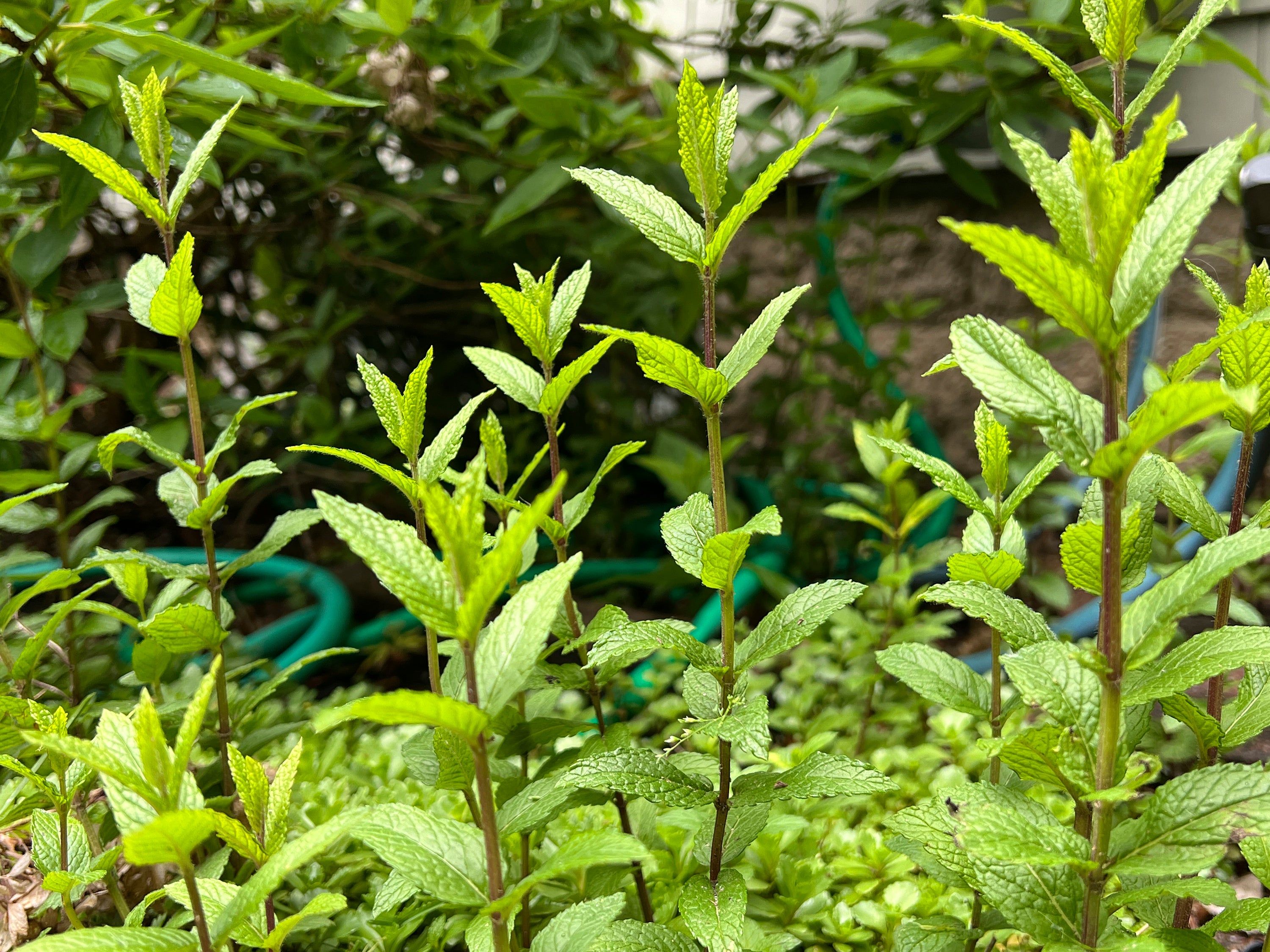 Gardening - Perennial Herbs