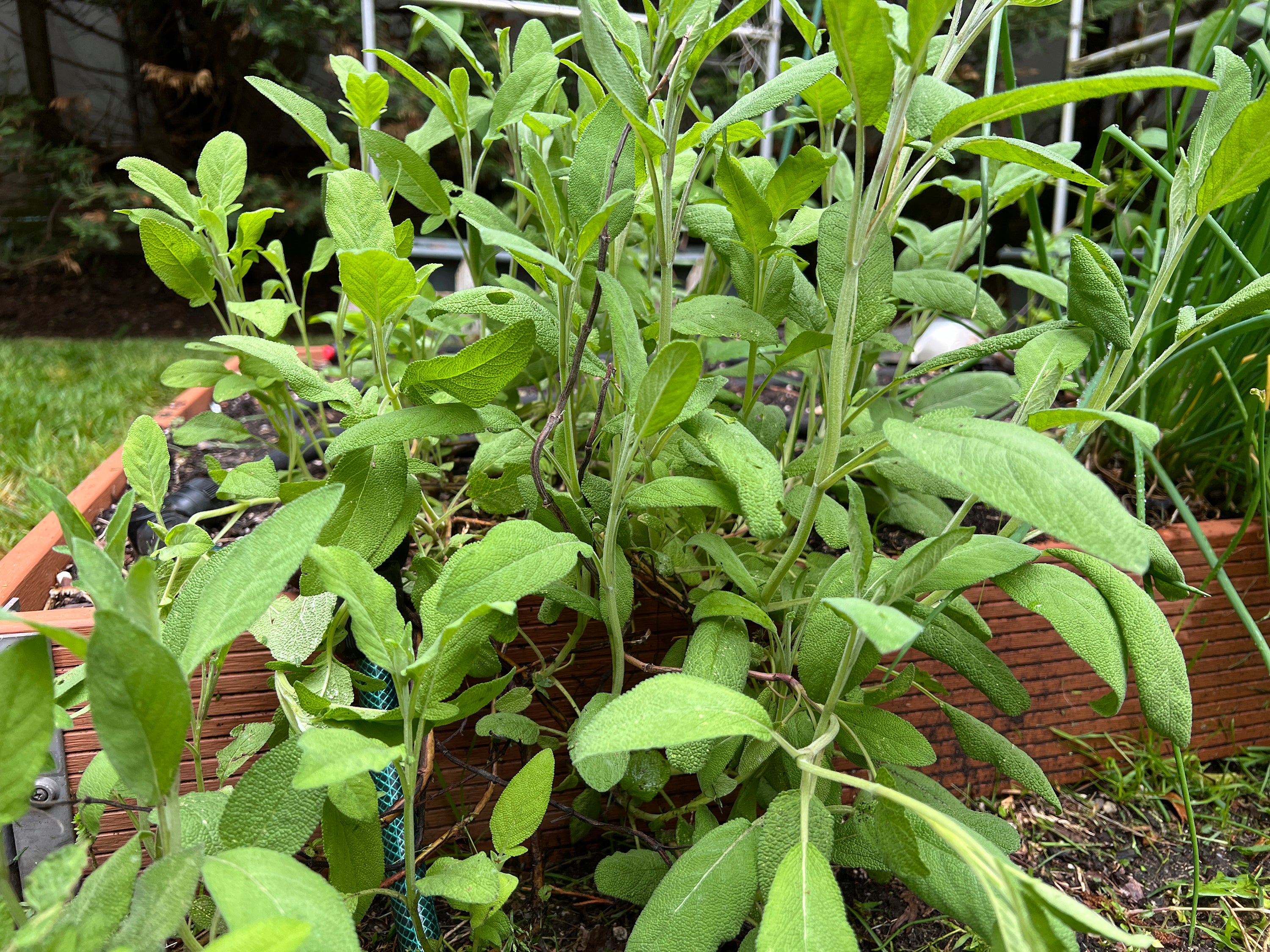 Gardening - Perennial Herbs