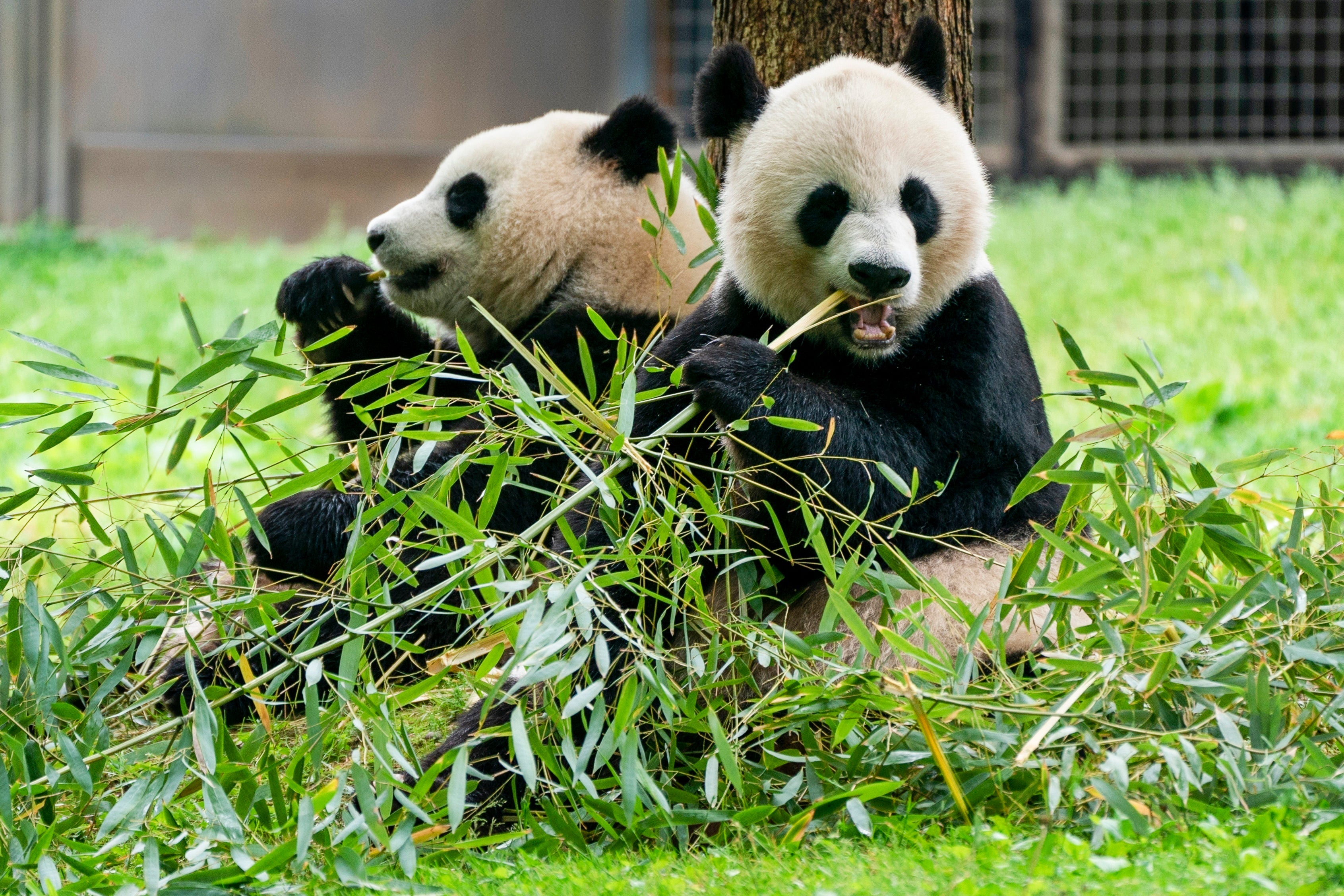 Giant Pandas