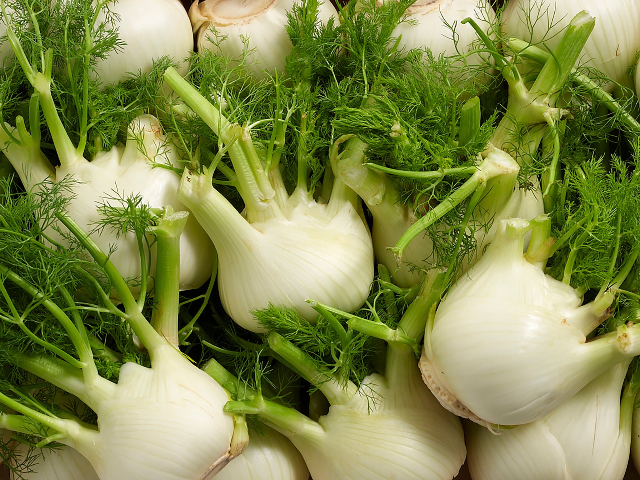 Fennel is known for its strong aniseed flavour