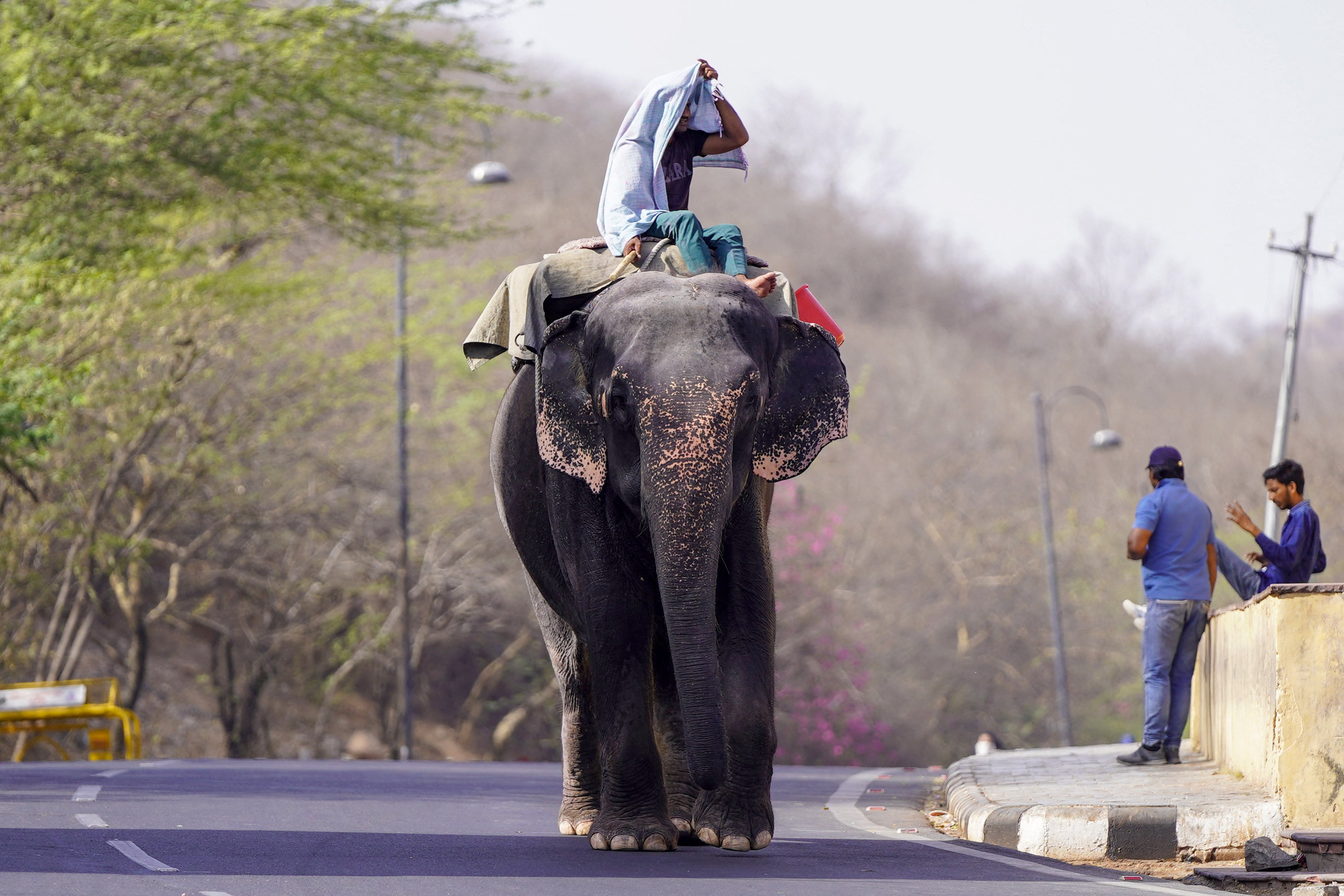 A mahout rides his elephant along a street on a hot summer day in Jaipur