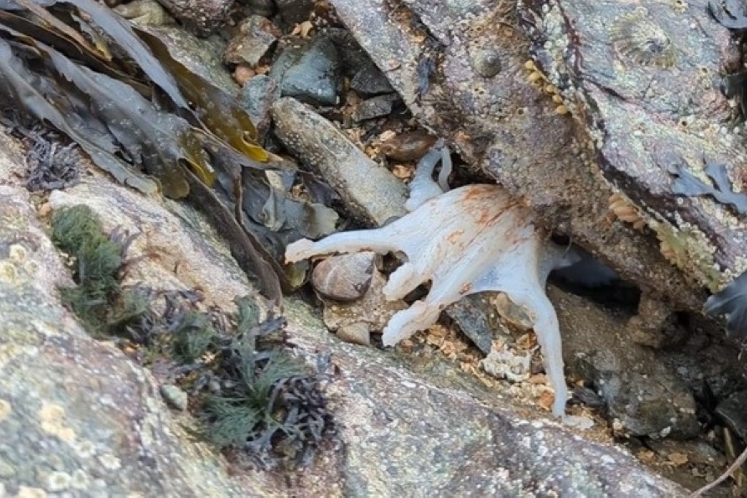 A curled octopus which was filmed changing colour at a beach in Anglesey, North Wales (Ciara Taylor/Marine Conservation Society)