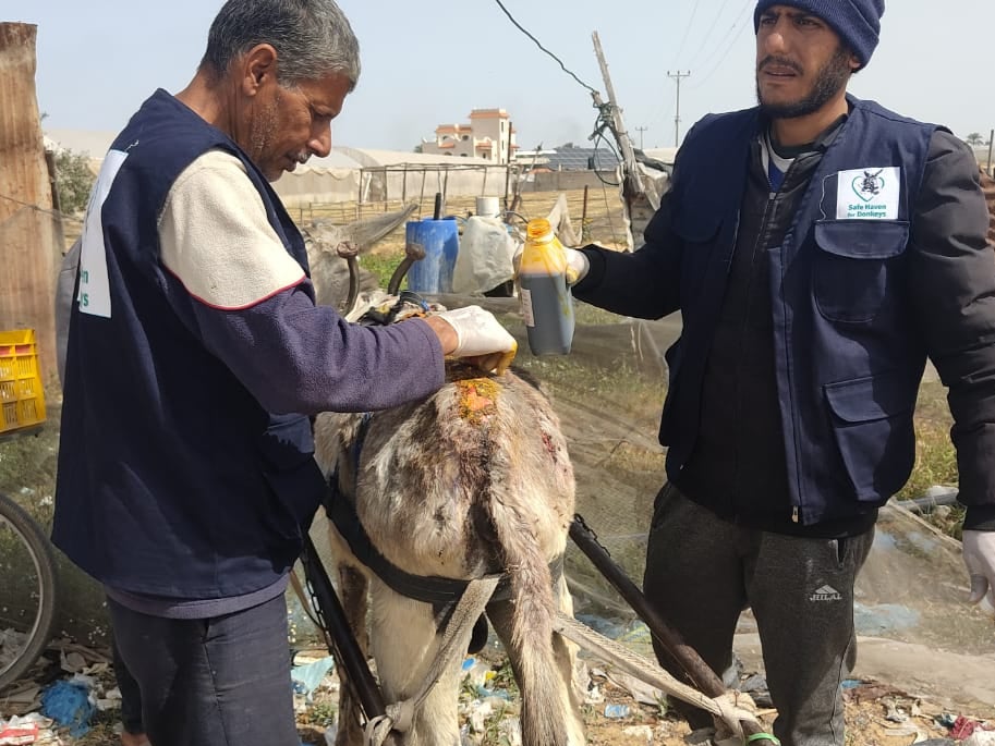 The mobile team at Safe Haven for Donkeys treat an animal’s wounds