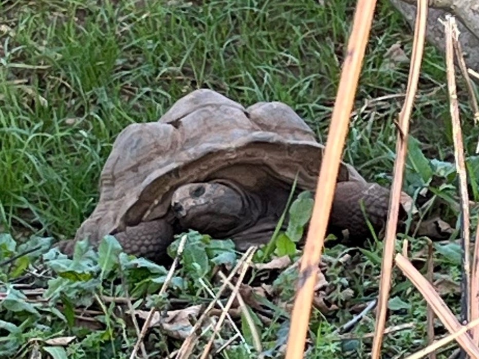 One of the dead animals that police found in woodland