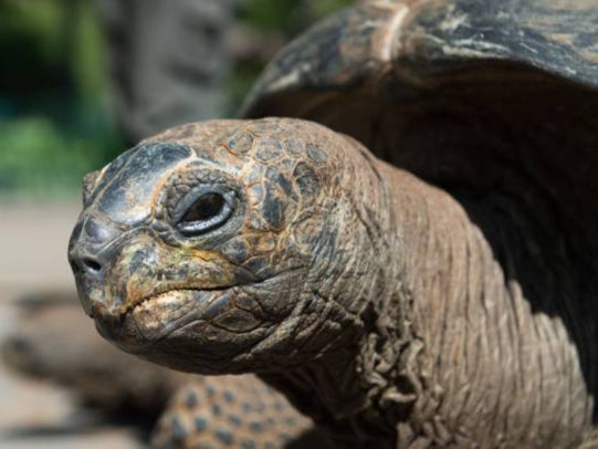 Ten of Priddle’s Aldabra tortoises died and he later gave up 53 to be rehomed (stock image)