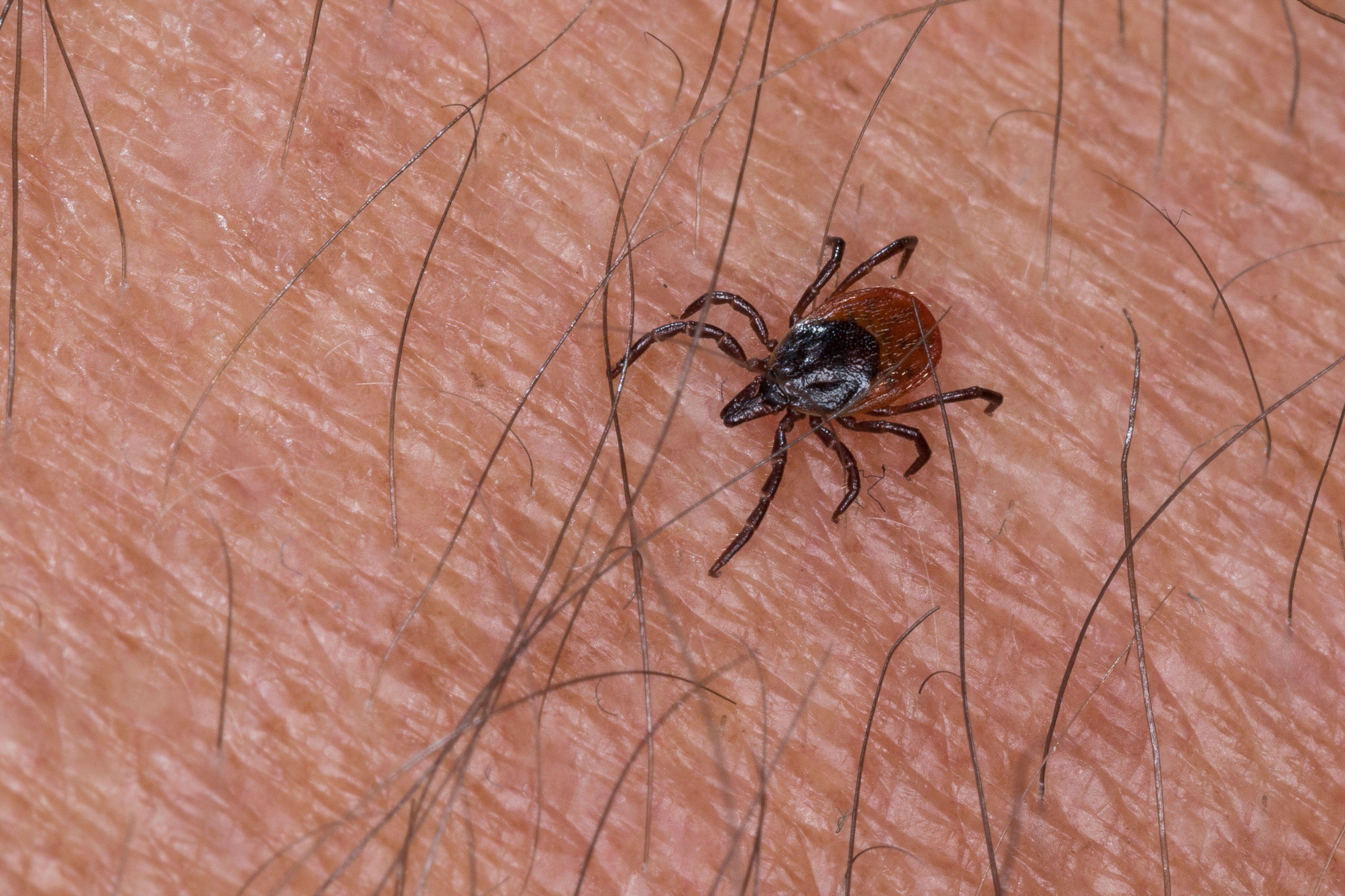 Ticks are small, blood-sucking arachnids closely related to spiders, mites and scorpions