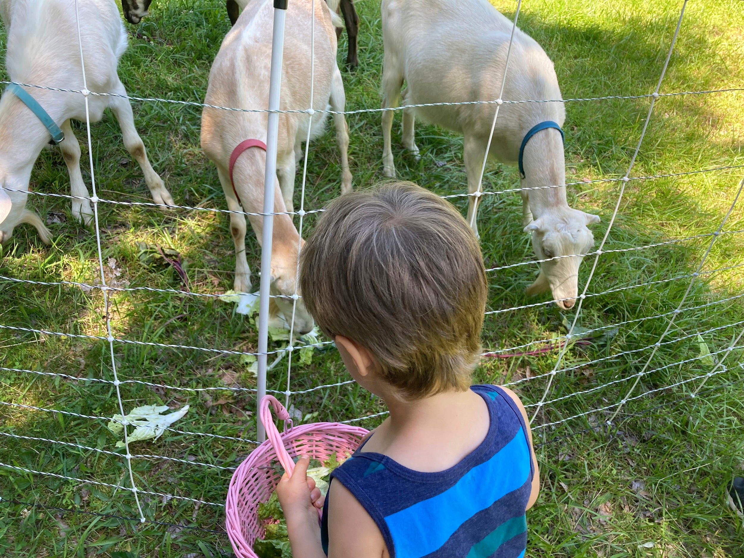 Monastic Community Farm