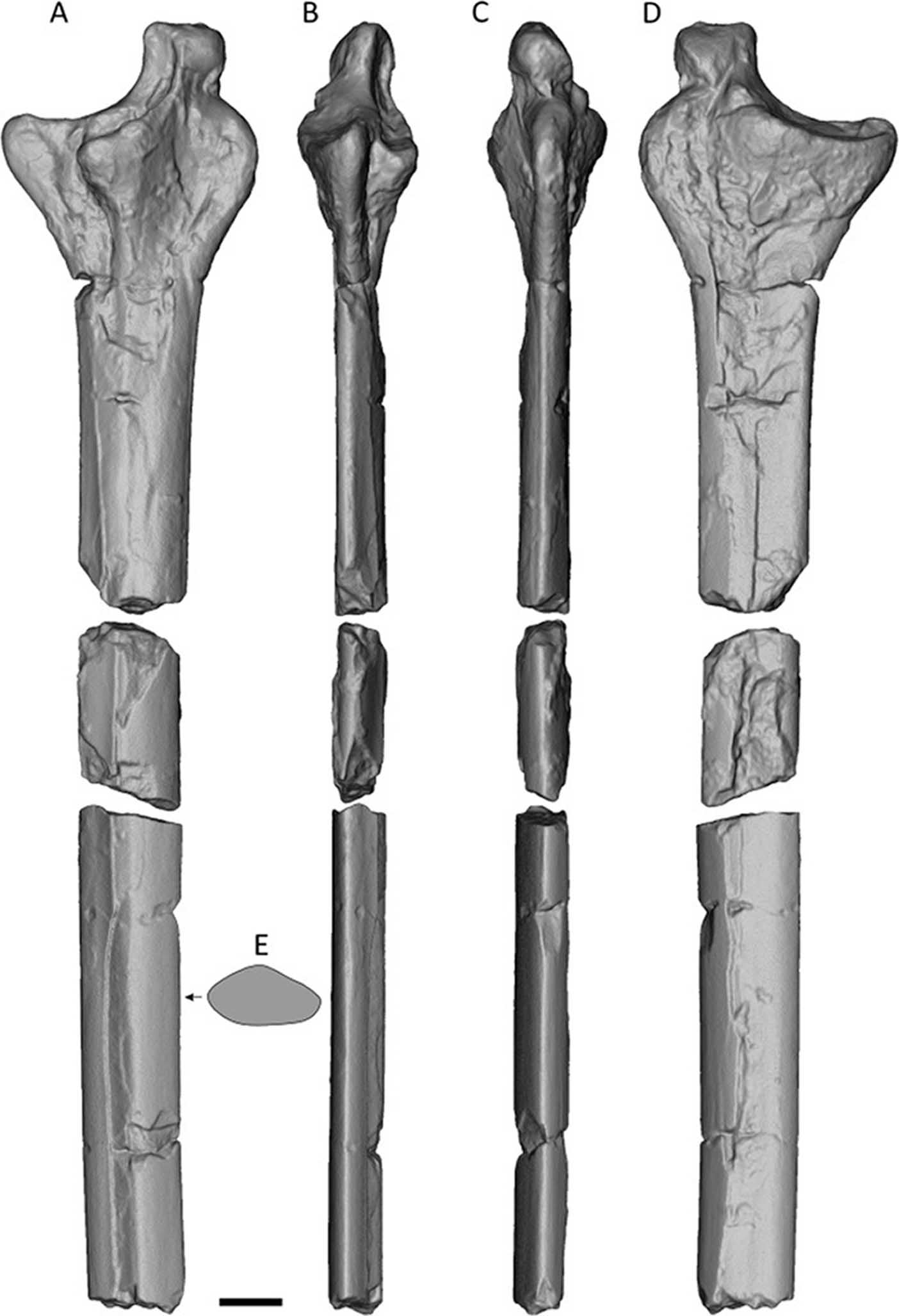 A topographic scan of a fossilised bone of a gigantic flying reptile from the Jurassic period that was found in a gravel pit in Abingdon-on-Thames